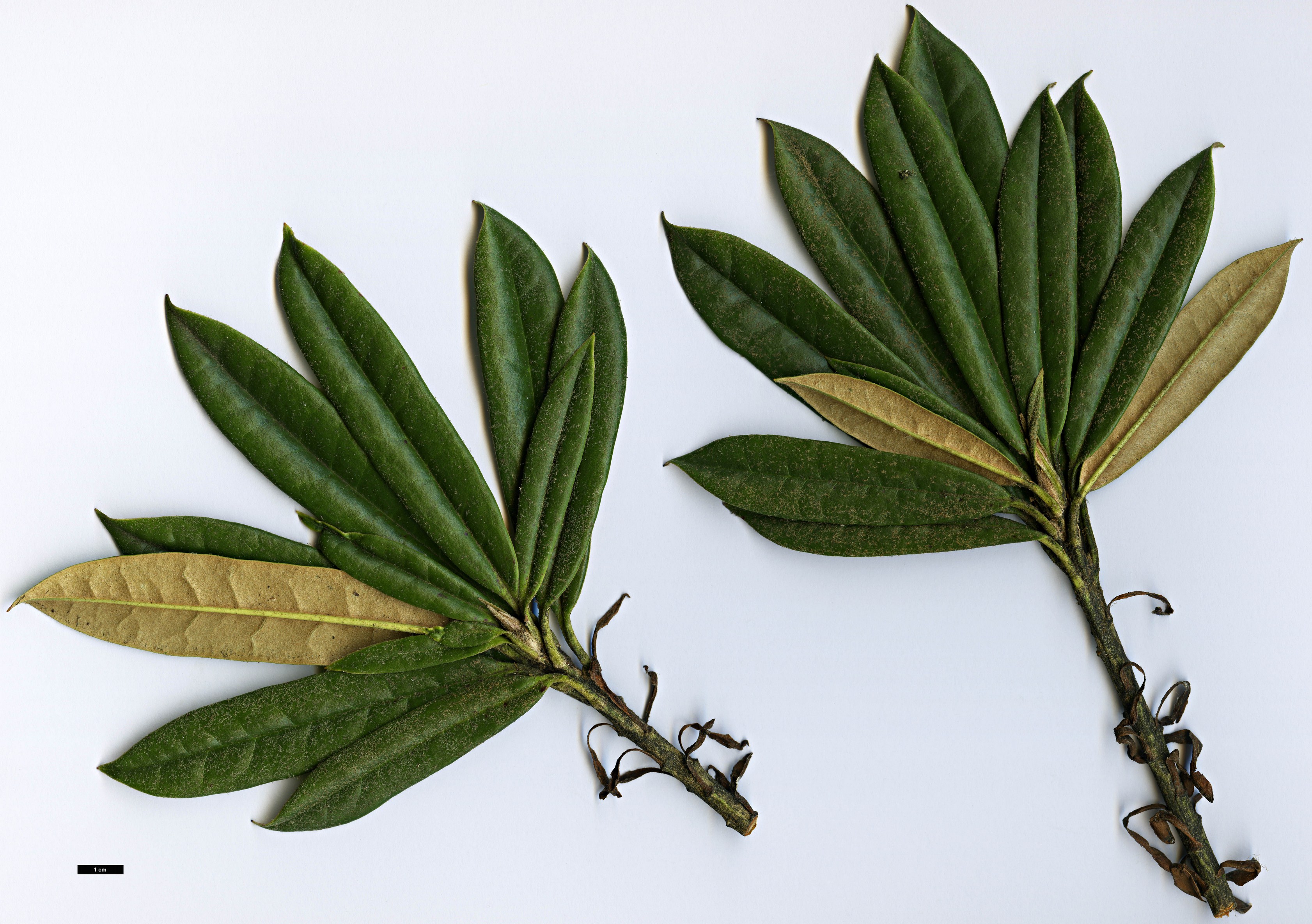 High resolution image: Family: Ericaceae - Genus: Rhododendron - Taxon: thayerianum