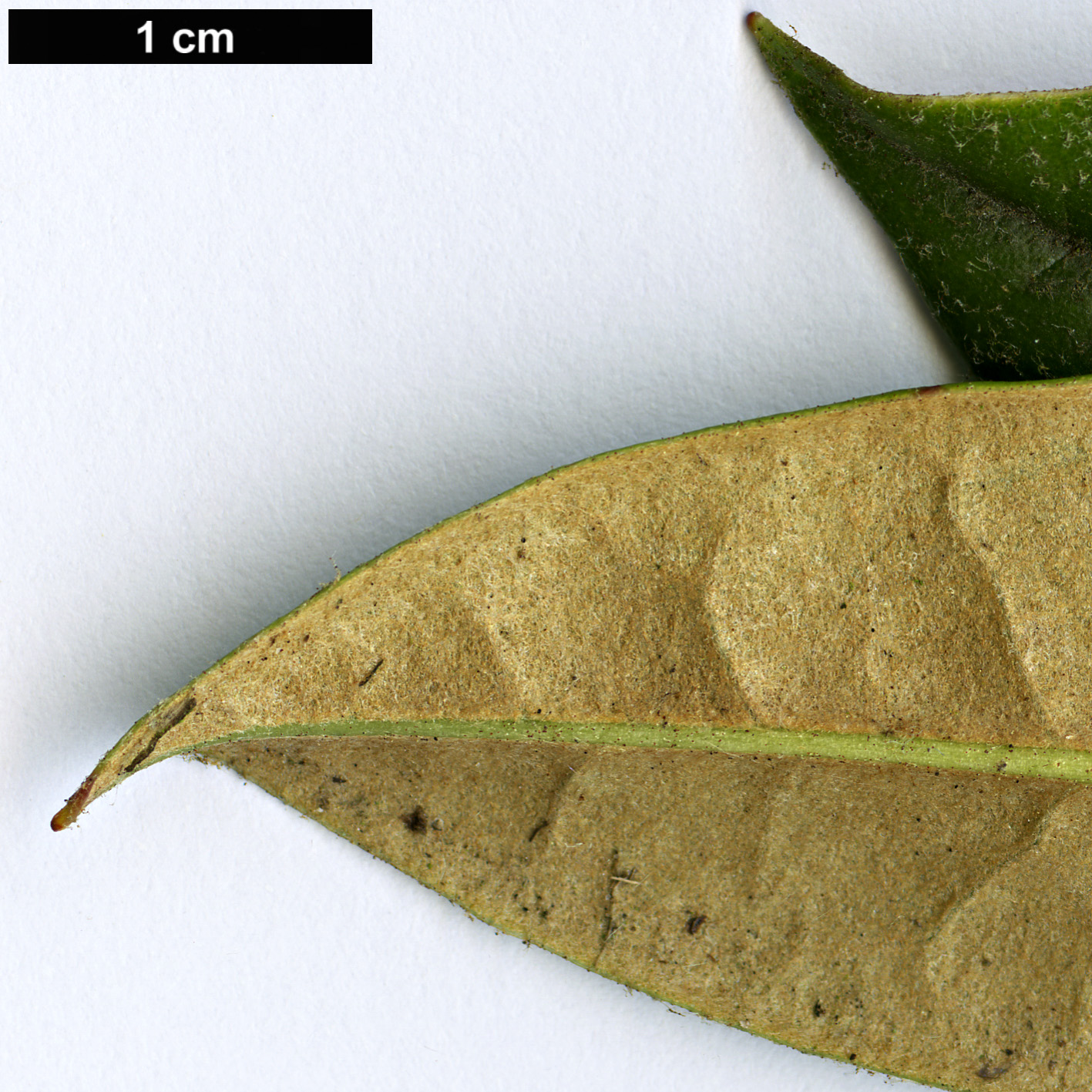 High resolution image: Family: Ericaceae - Genus: Rhododendron - Taxon: thayerianum