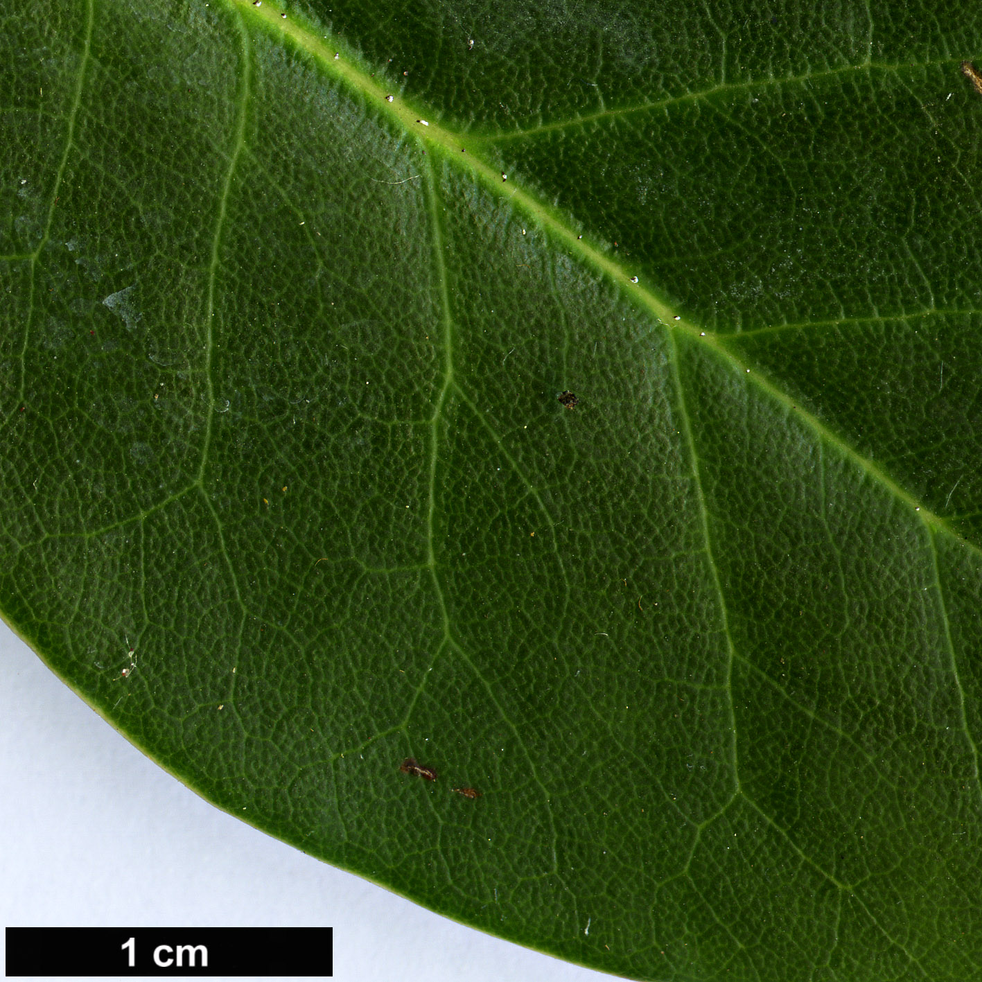 High resolution image: Family: Ericaceae - Genus: Rhododendron - Taxon: thomsonii