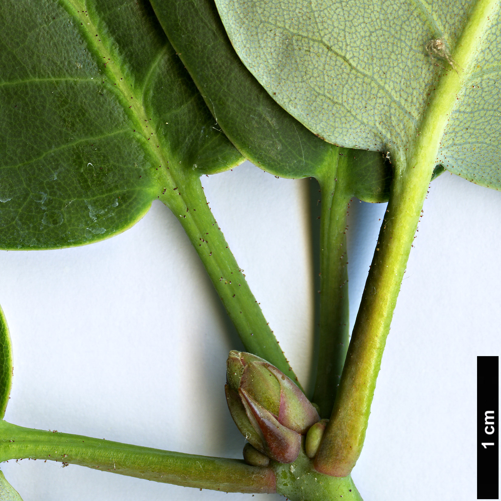 High resolution image: Family: Ericaceae - Genus: Rhododendron - Taxon: thomsonii