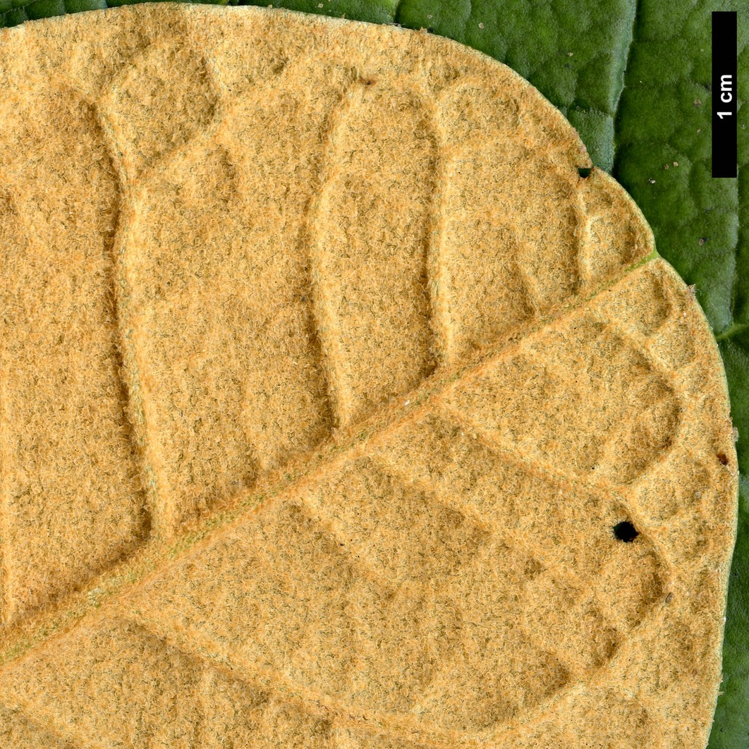 High resolution image: Family: Ericaceae - Genus: Rhododendron - Taxon: titapuriense