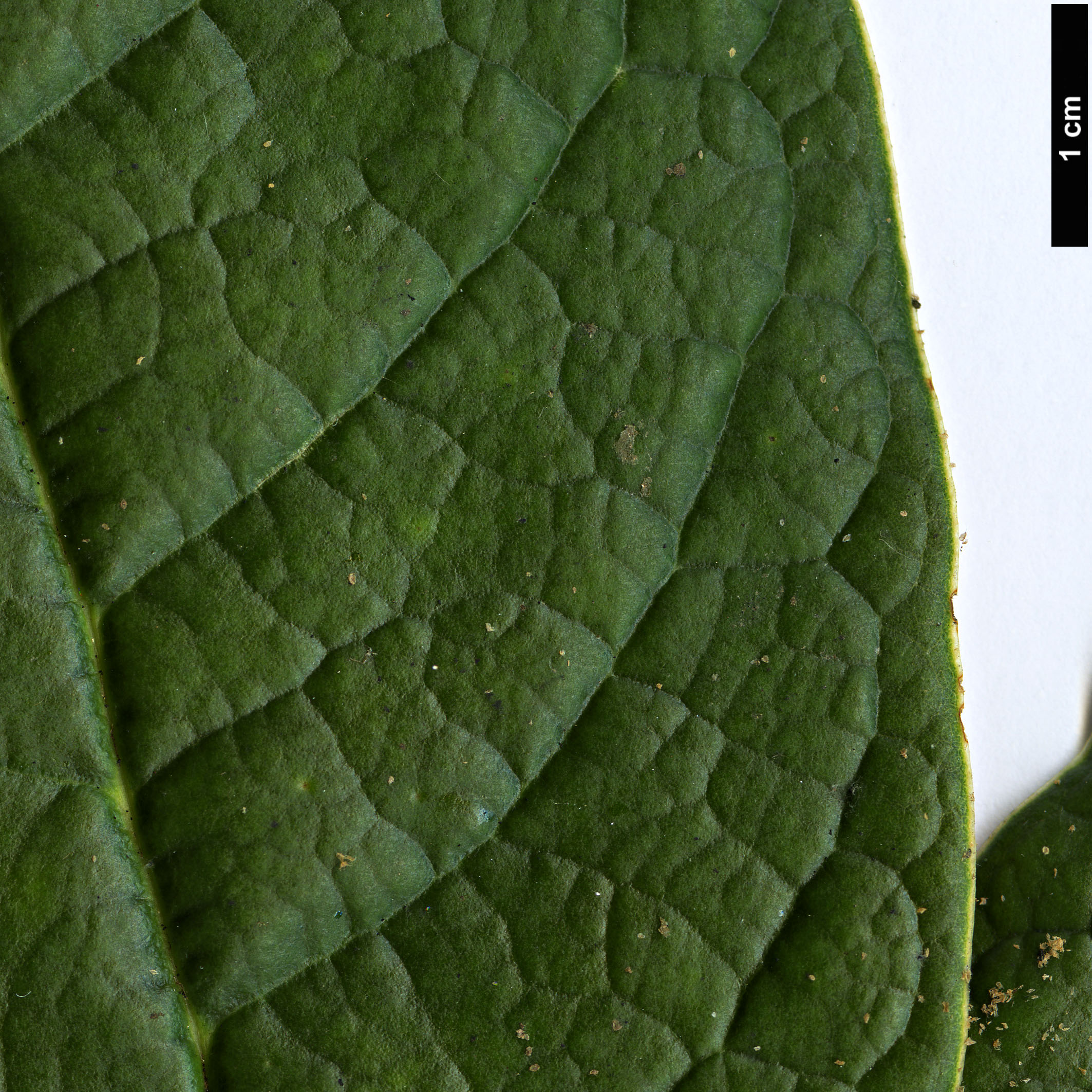 High resolution image: Family: Ericaceae - Genus: Rhododendron - Taxon: titapuriense