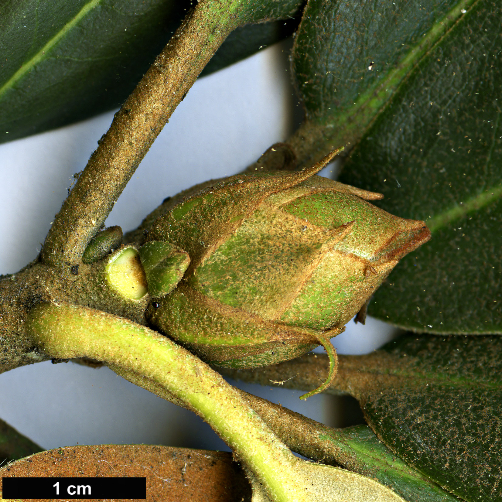 High resolution image: Family: Ericaceae - Genus: Rhododendron - Taxon: traillianum