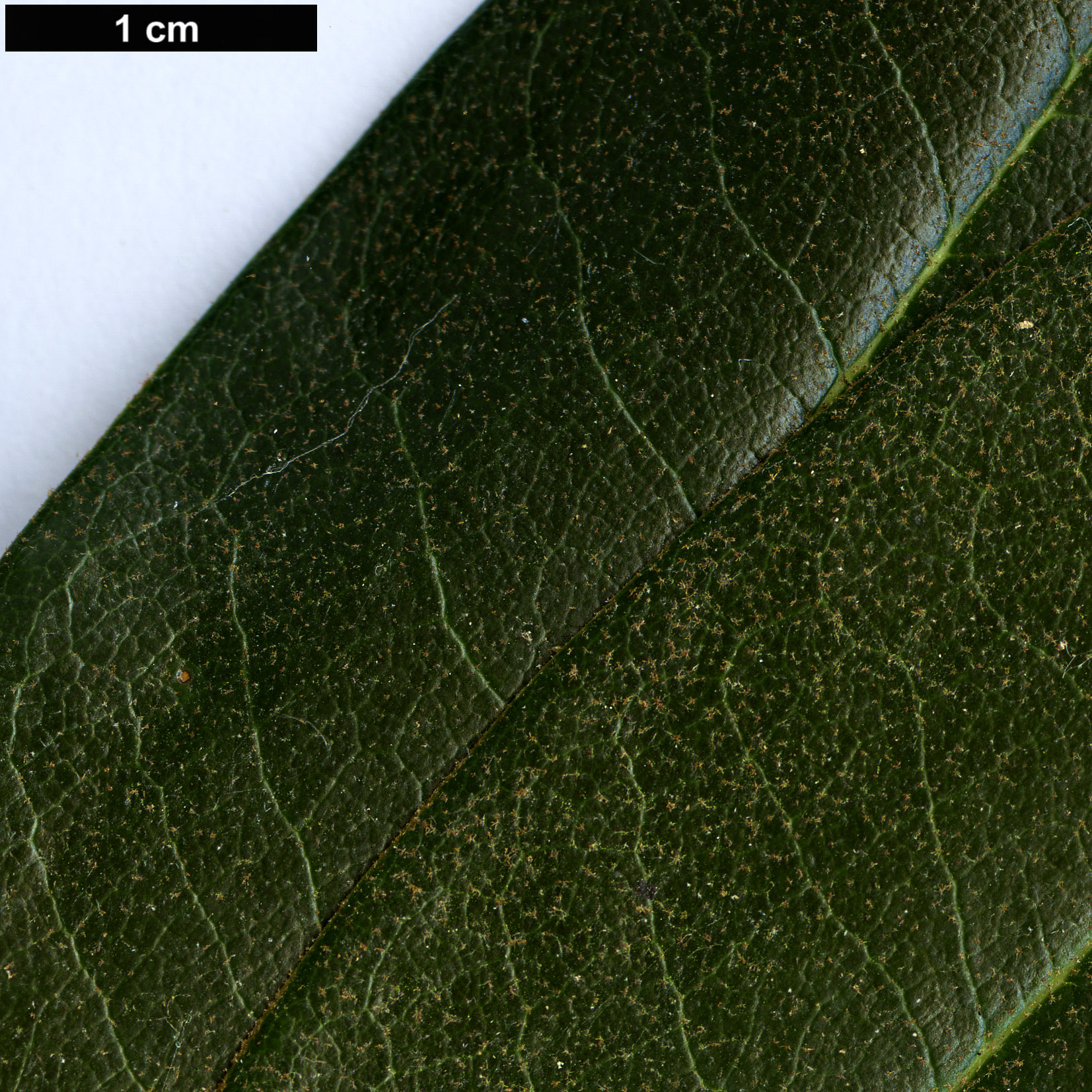 High resolution image: Family: Ericaceae - Genus: Rhododendron - Taxon: traillianum