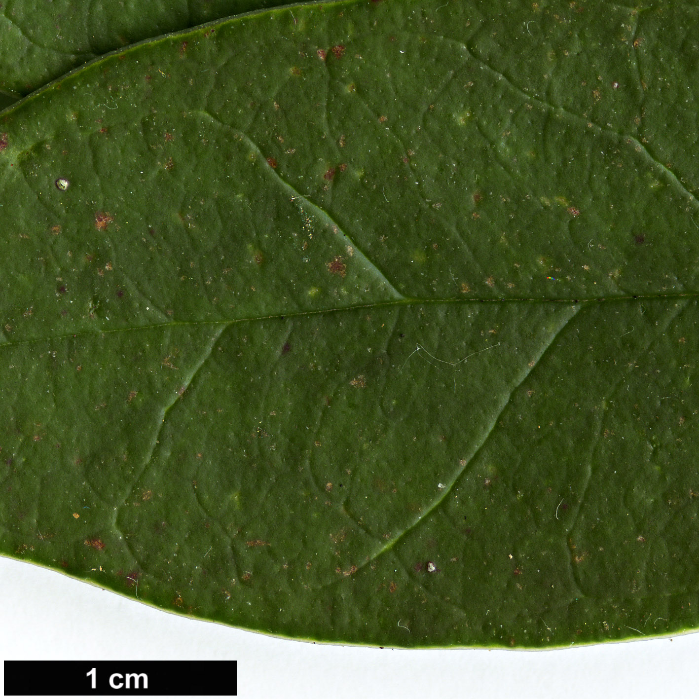 High resolution image: Family: Ericaceae - Genus: Rhododendron - Taxon: trancongii