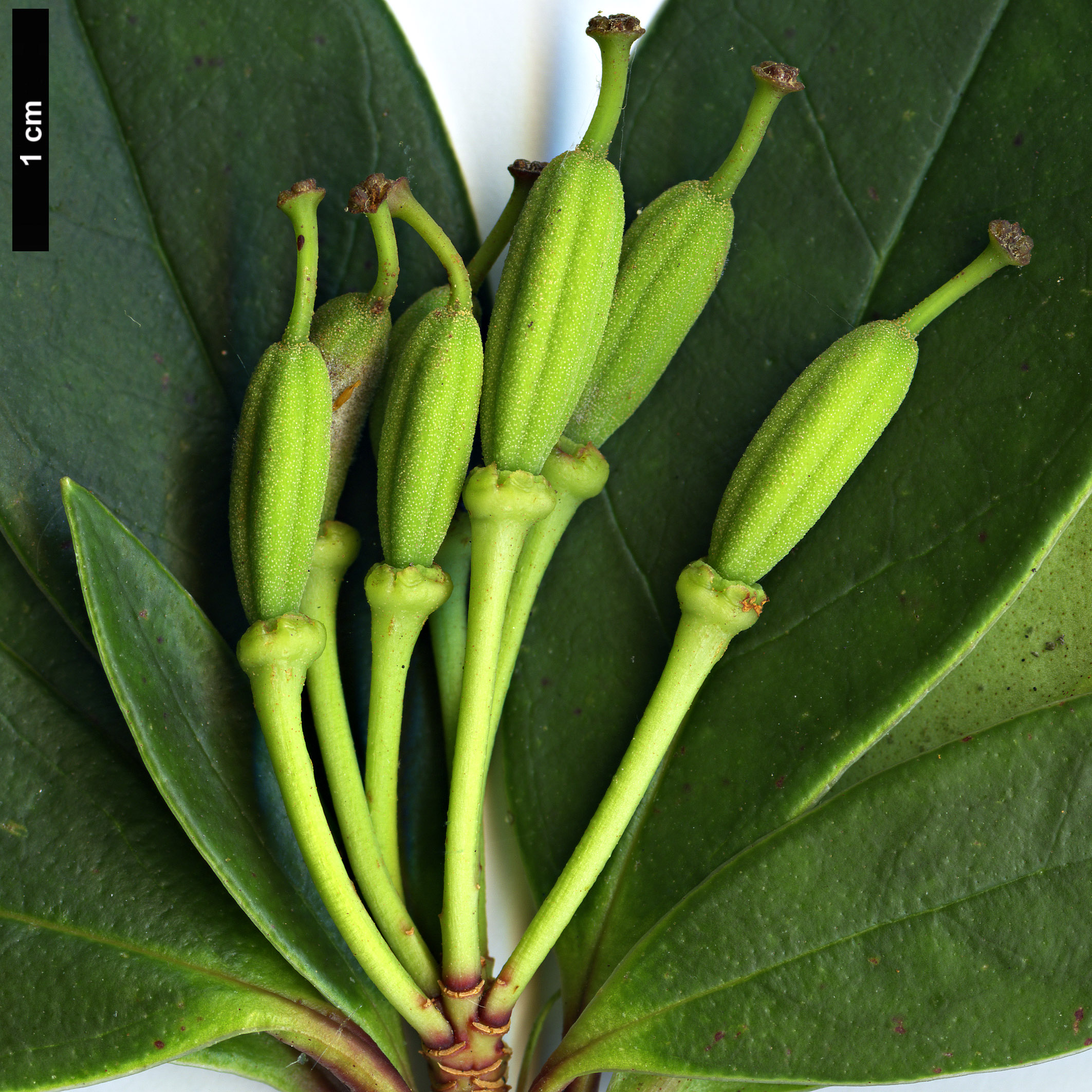 High resolution image: Family: Ericaceae - Genus: Rhododendron - Taxon: trancongii