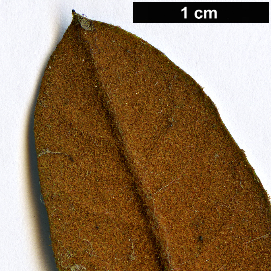 High resolution image: Family: Ericaceae - Genus: Rhododendron - Taxon: tsariense