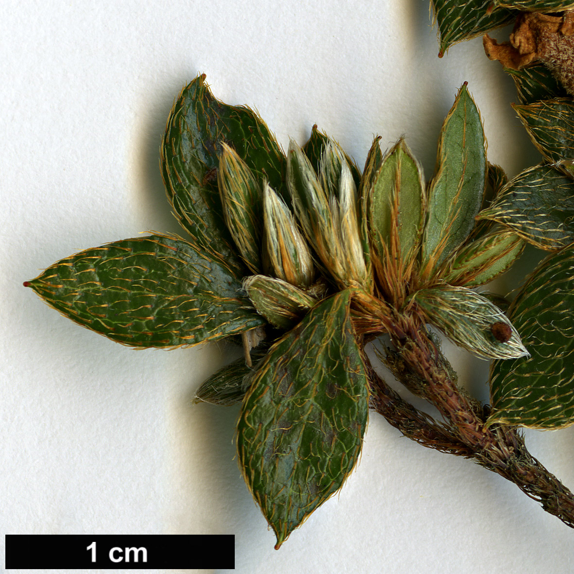 High resolution image: Family: Ericaceae - Genus: Rhododendron - Taxon: tsusiophyllum