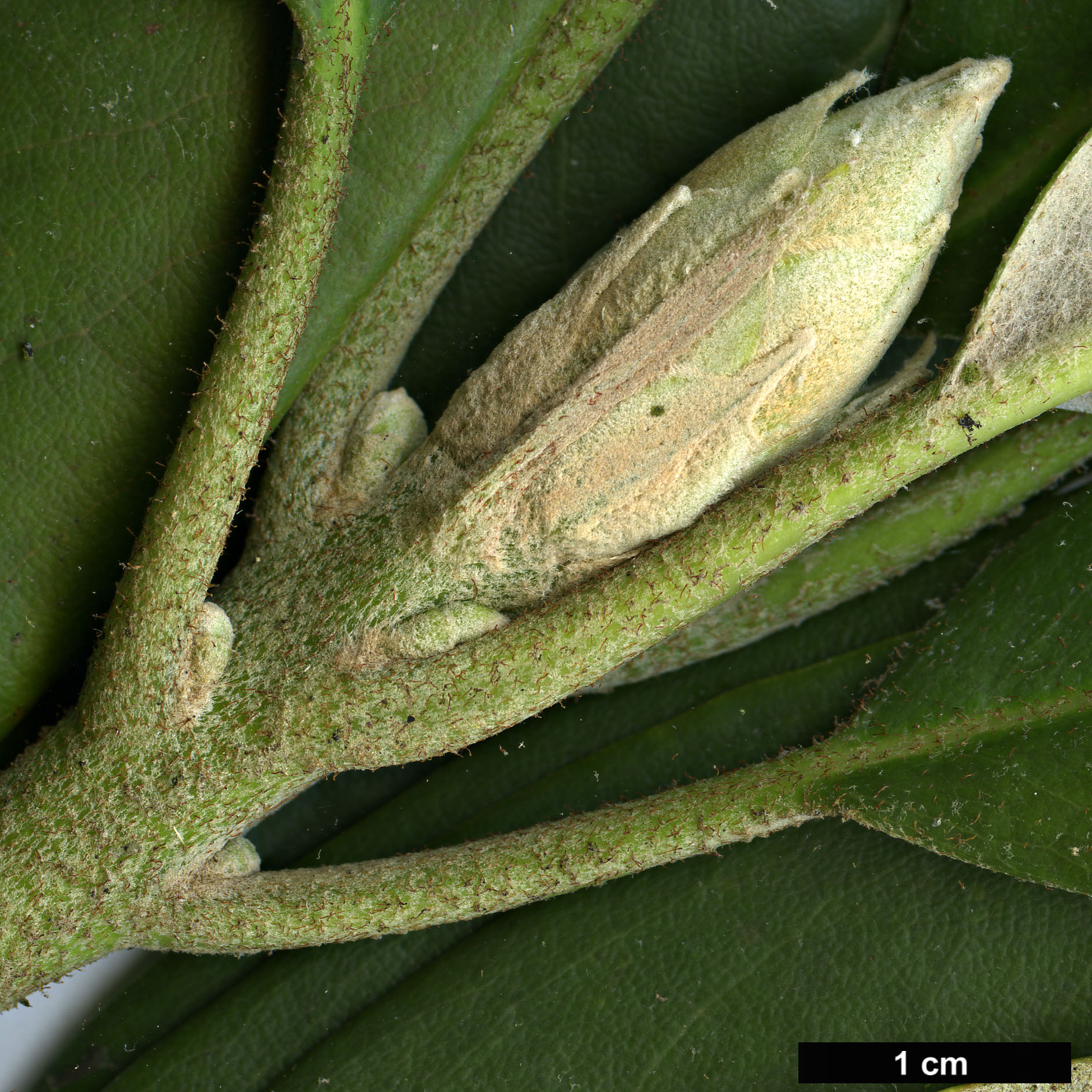 High resolution image: Family: Ericaceae - Genus: Rhododendron - Taxon: ungernii