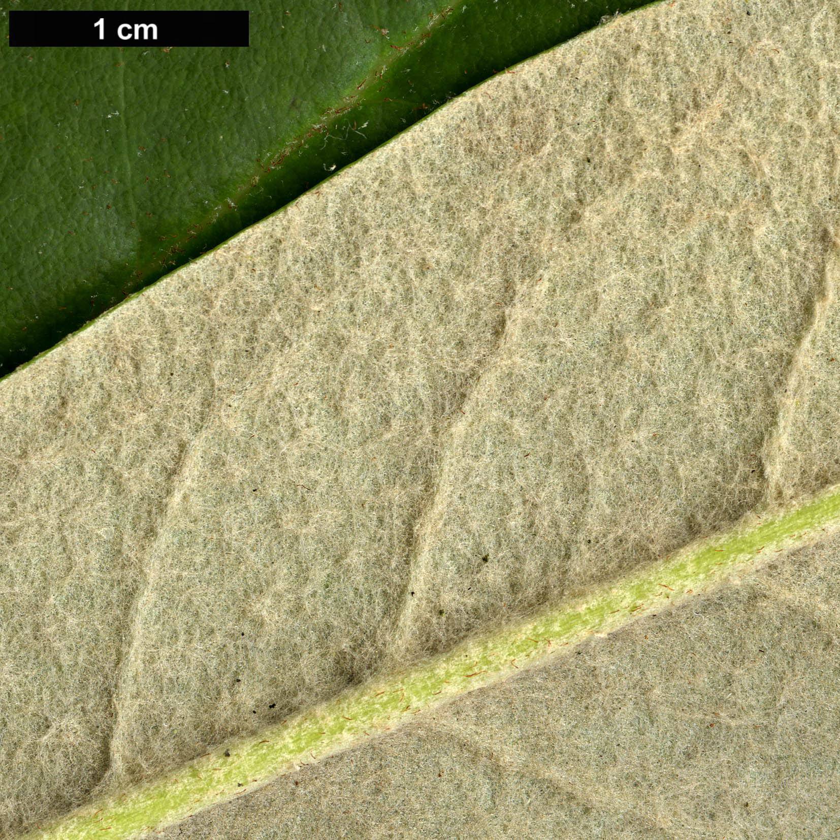 High resolution image: Family: Ericaceae - Genus: Rhododendron - Taxon: ungernii