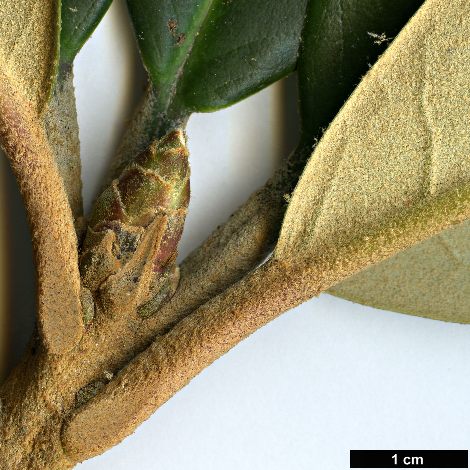 High resolution image: Family: Ericaceae - Genus: Rhododendron - Taxon: uvarifolium