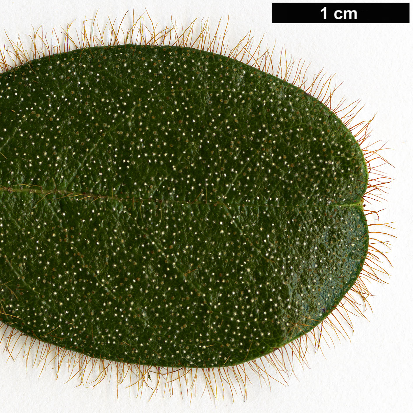 High resolution image: Family: Ericaceae - Genus: Rhododendron - Taxon: valentinianum