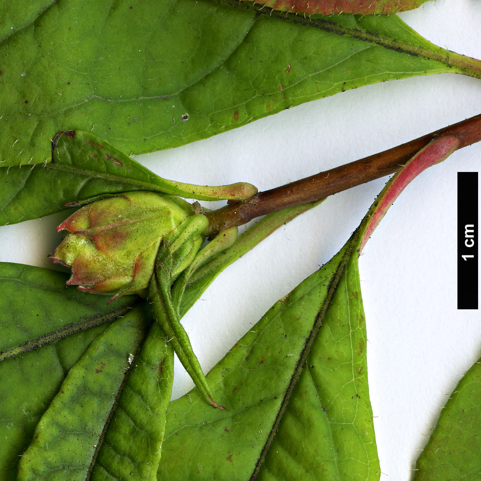 High resolution image: Family: Ericaceae - Genus: Rhododendron - Taxon: vaseyi