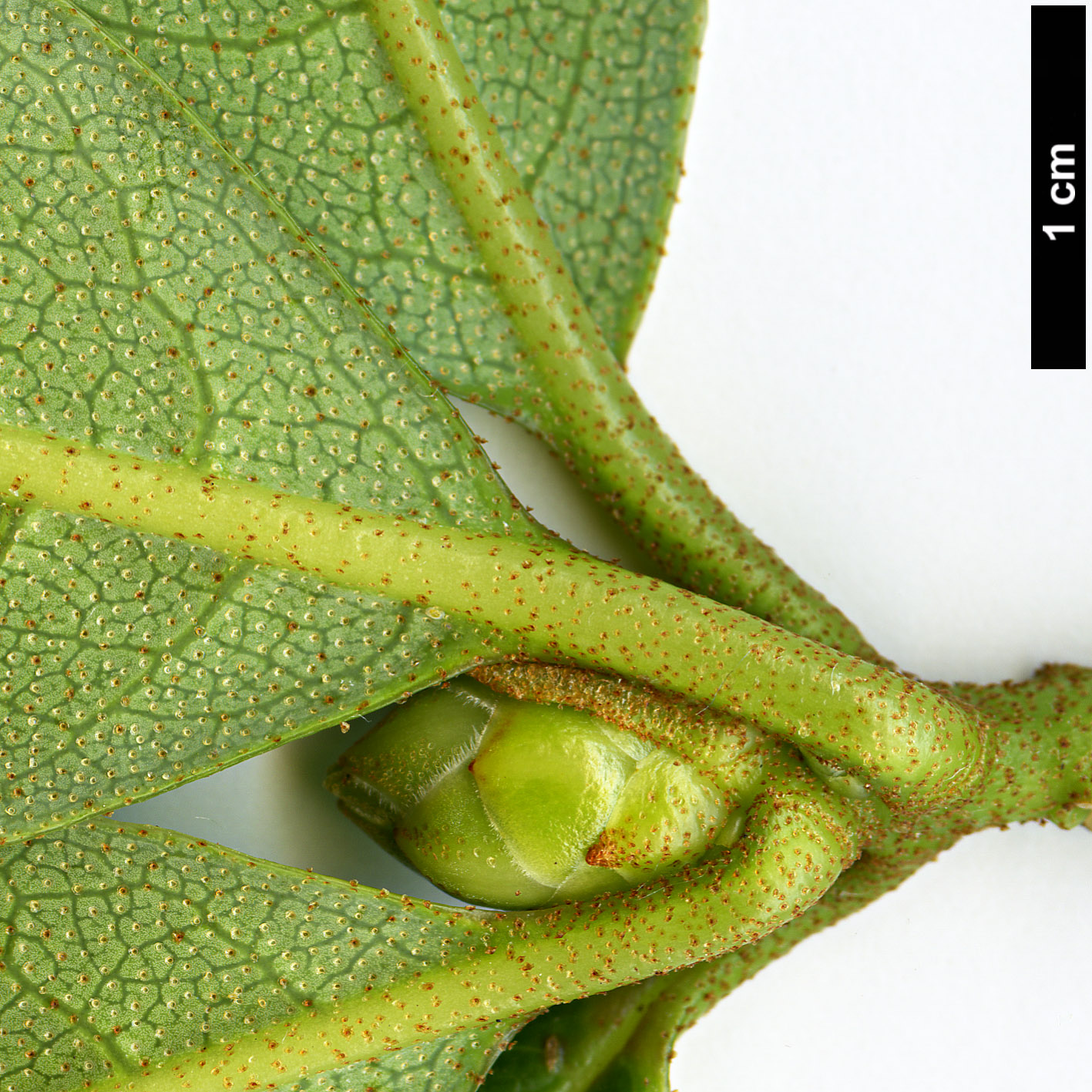 High resolution image: Family: Ericaceae - Genus: Rhododendron - Taxon: veitchianum