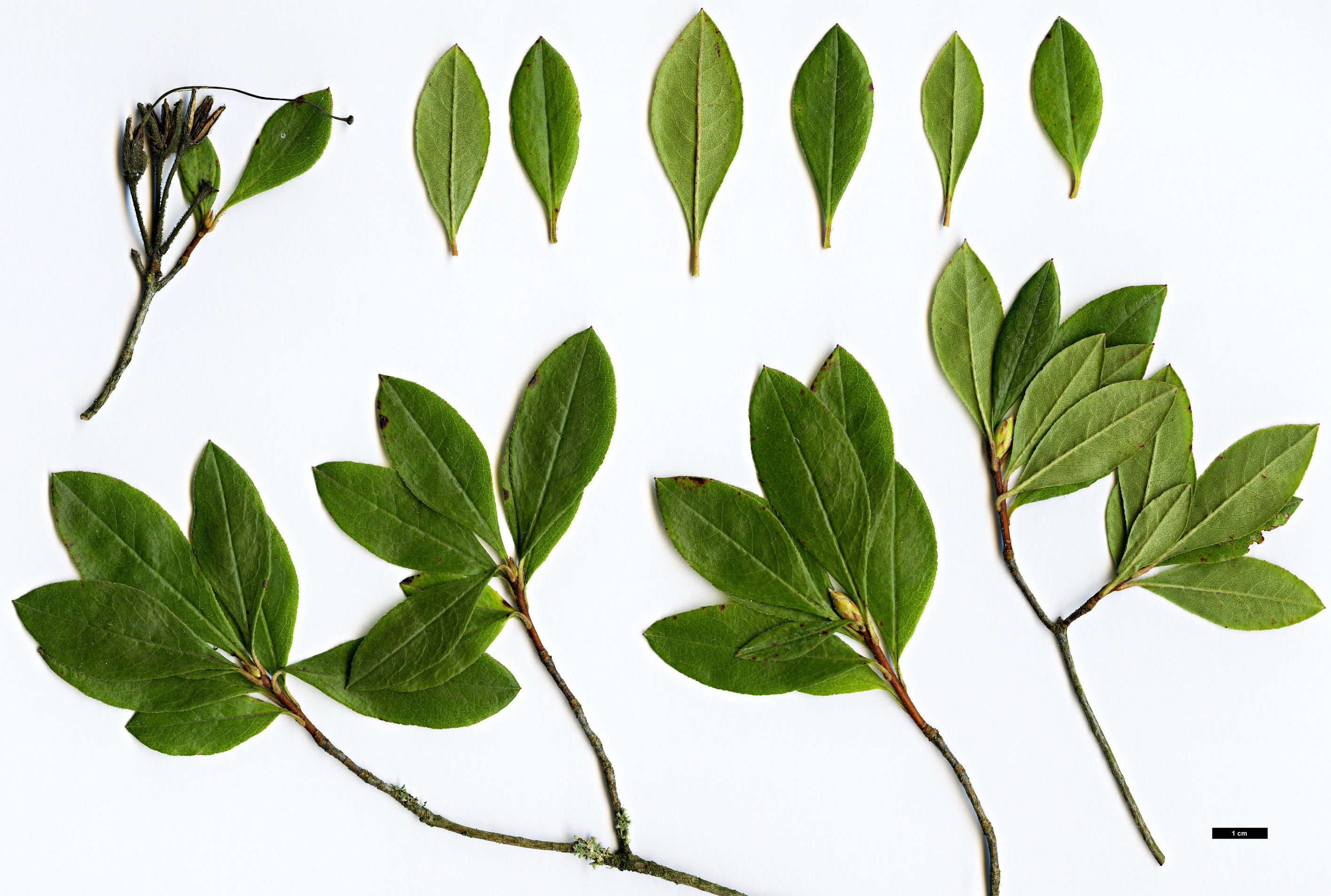 High resolution image: Family: Ericaceae - Genus: Rhododendron - Taxon: viscosum