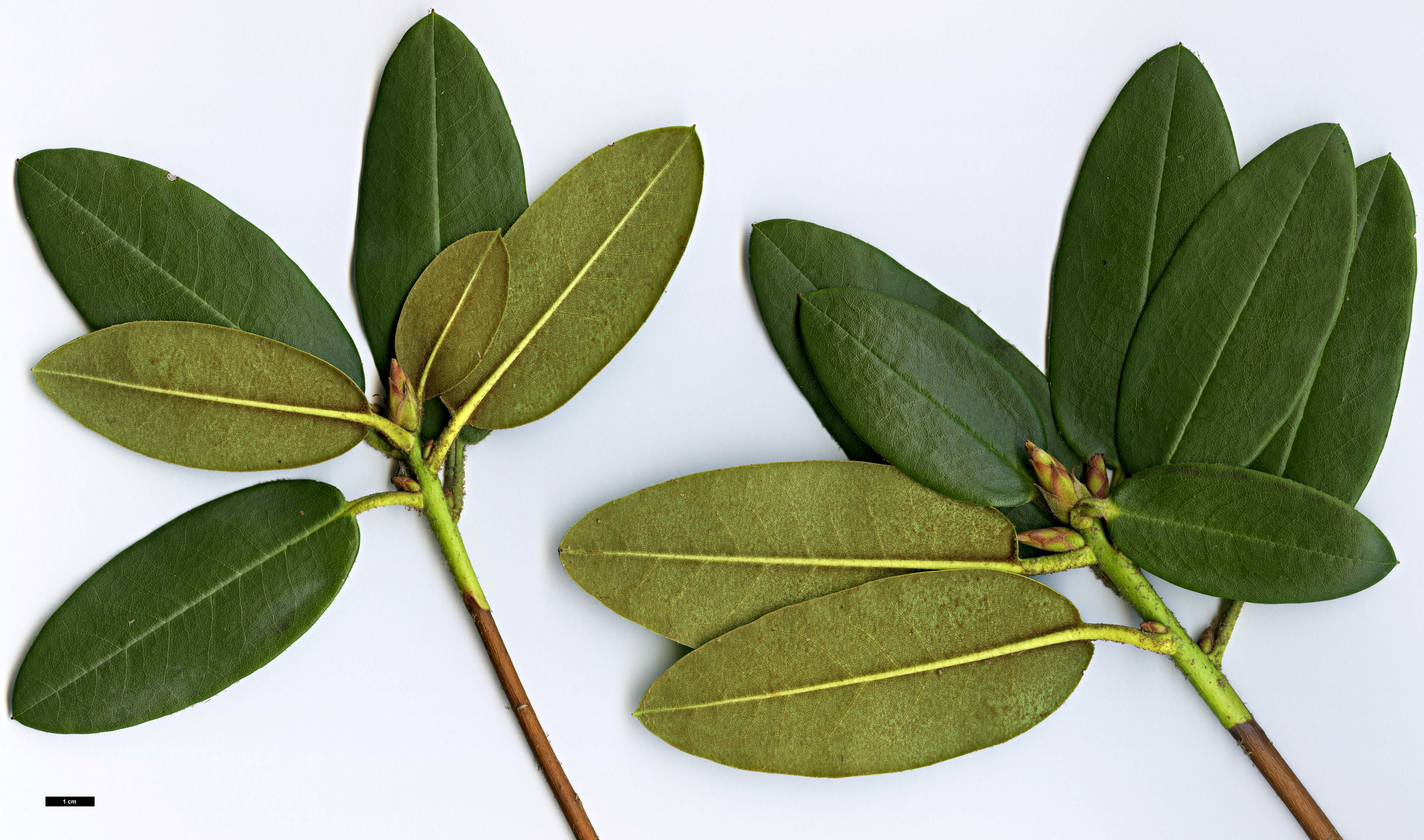 High resolution image: Family: Ericaceae - Genus: Rhododendron - Taxon: wallichii