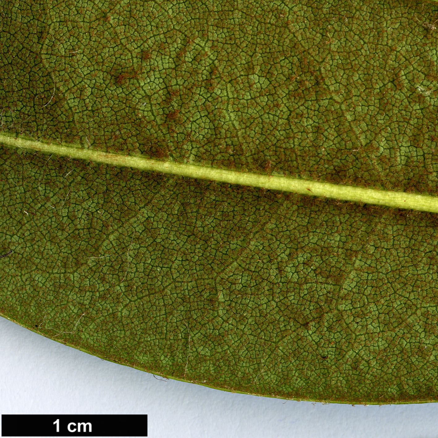 High resolution image: Family: Ericaceae - Genus: Rhododendron - Taxon: wallichii