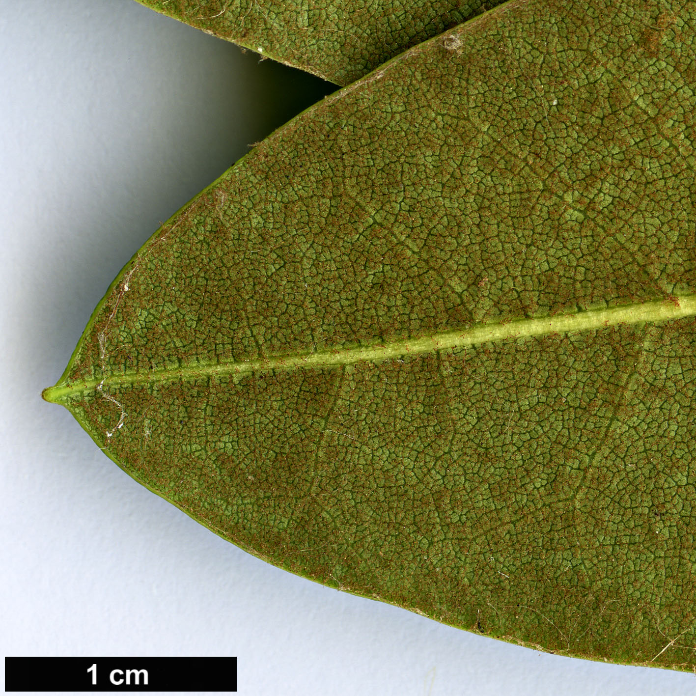 High resolution image: Family: Ericaceae - Genus: Rhododendron - Taxon: wallichii