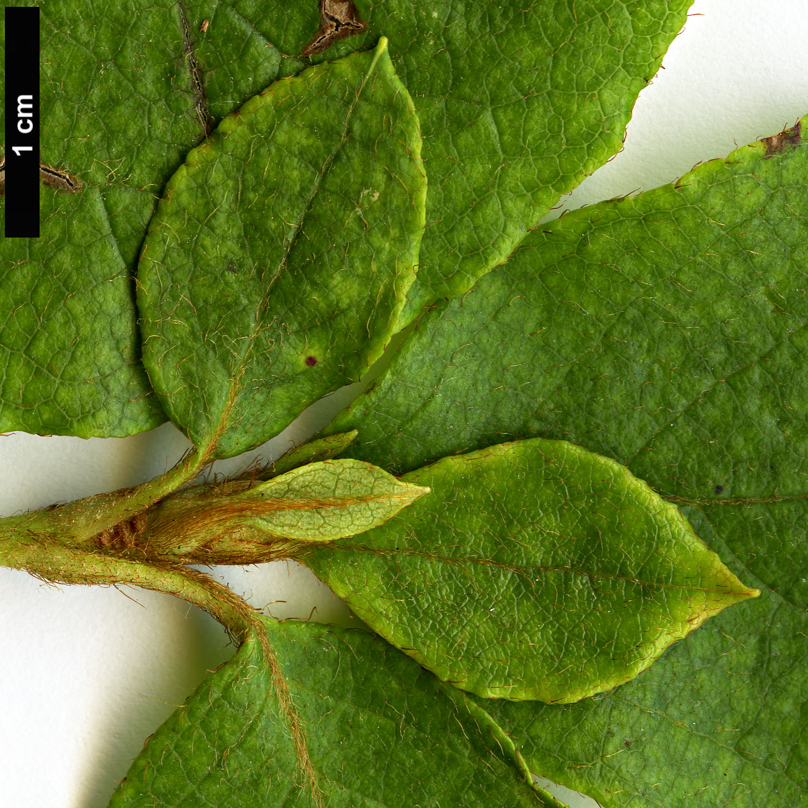 High resolution image: Family: Ericaceae - Genus: Rhododendron - Taxon: weyrichii