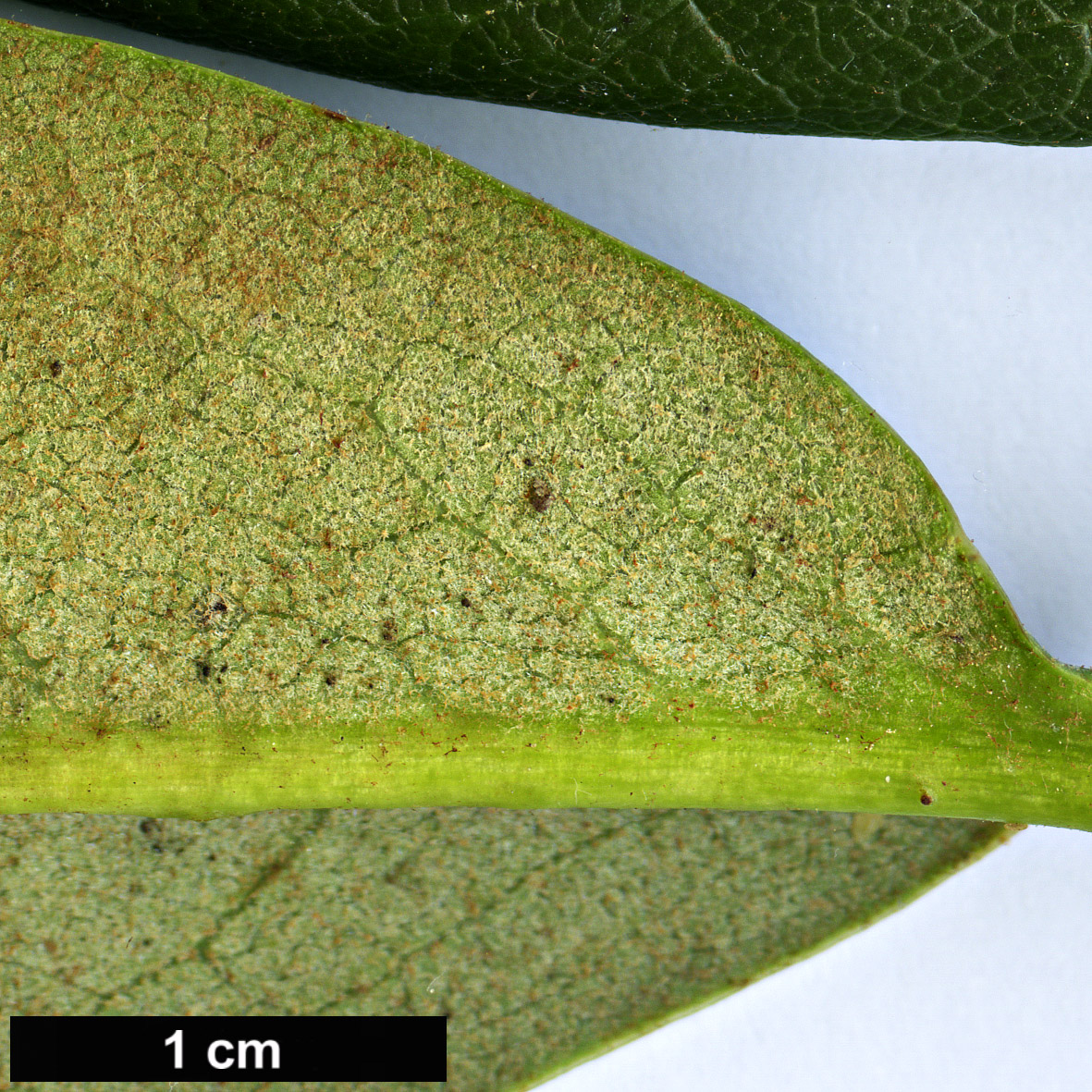 High resolution image: Family: Ericaceae - Genus: Rhododendron - Taxon: wightii