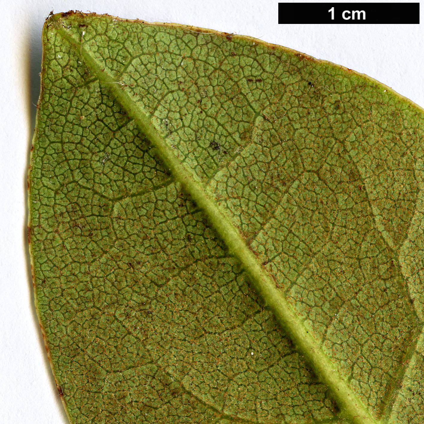 High resolution image: Family: Ericaceae - Genus: Rhododendron - Taxon: wightii