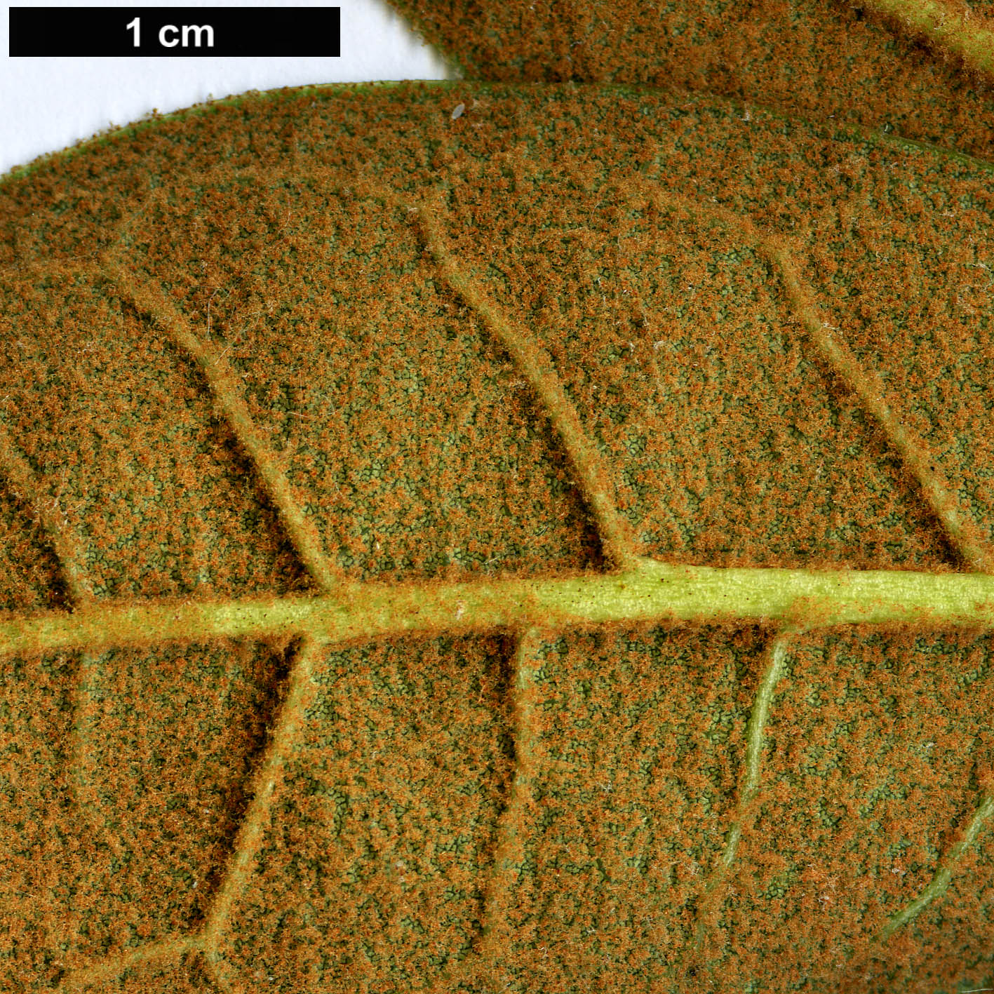 High resolution image: Family: Ericaceae - Genus: Rhododendron - Taxon: wiltonii