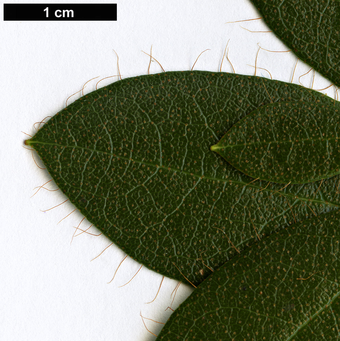 High resolution image: Family: Ericaceae - Genus: Rhododendron - Taxon: wumingense