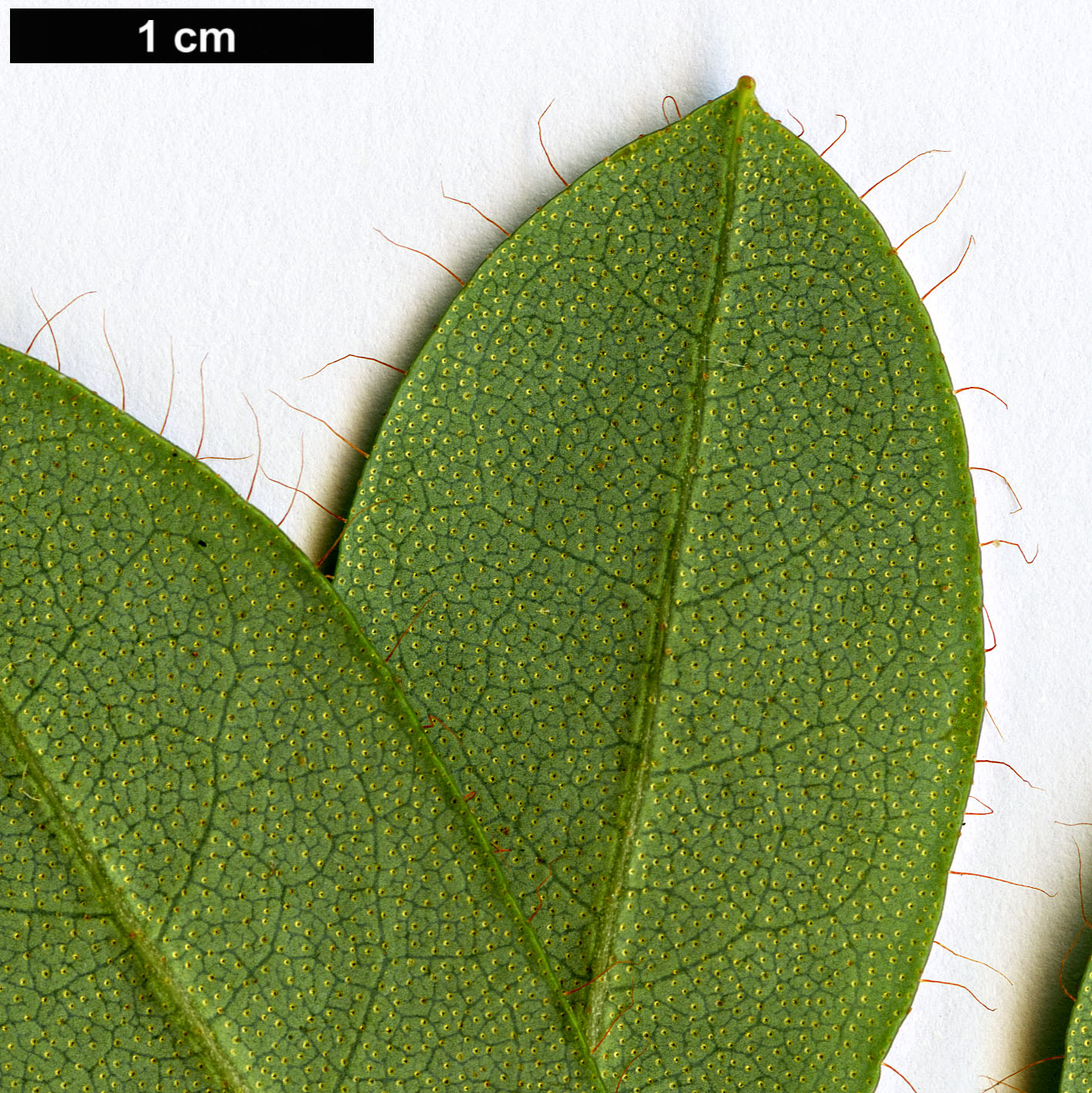 High resolution image: Family: Ericaceae - Genus: Rhododendron - Taxon: wumingense