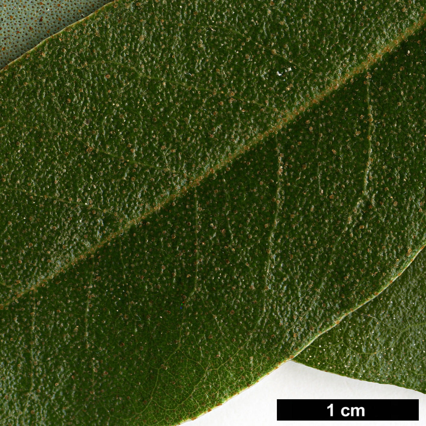 High resolution image: Family: Ericaceae - Genus: Rhododendron - Taxon: xanthostephanum