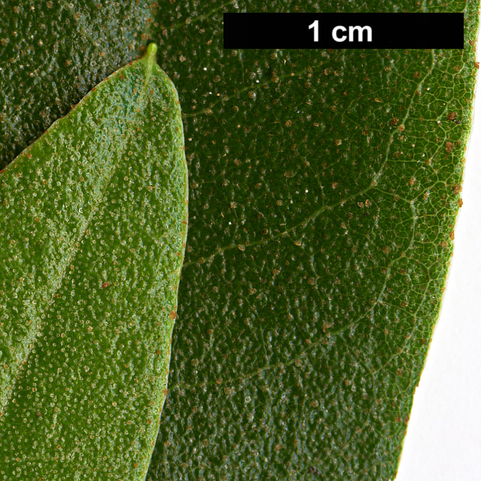 High resolution image: Family: Ericaceae - Genus: Rhododendron - Taxon: xanthostephanum