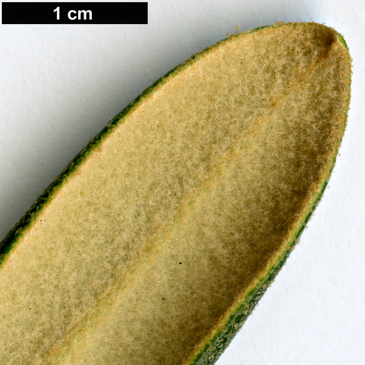 High resolution image: Family: Ericaceae - Genus: Rhododendron - Taxon: yakushimanum