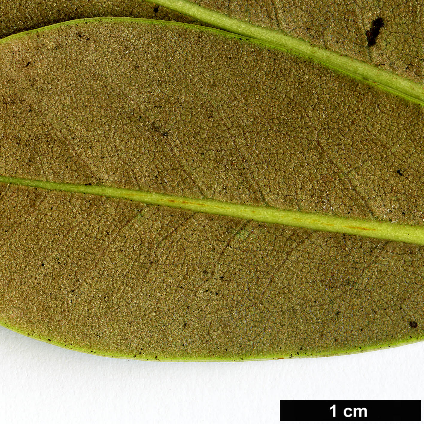 High resolution image: Family: Ericaceae - Genus: Rhododendron - Taxon: yaoshanense