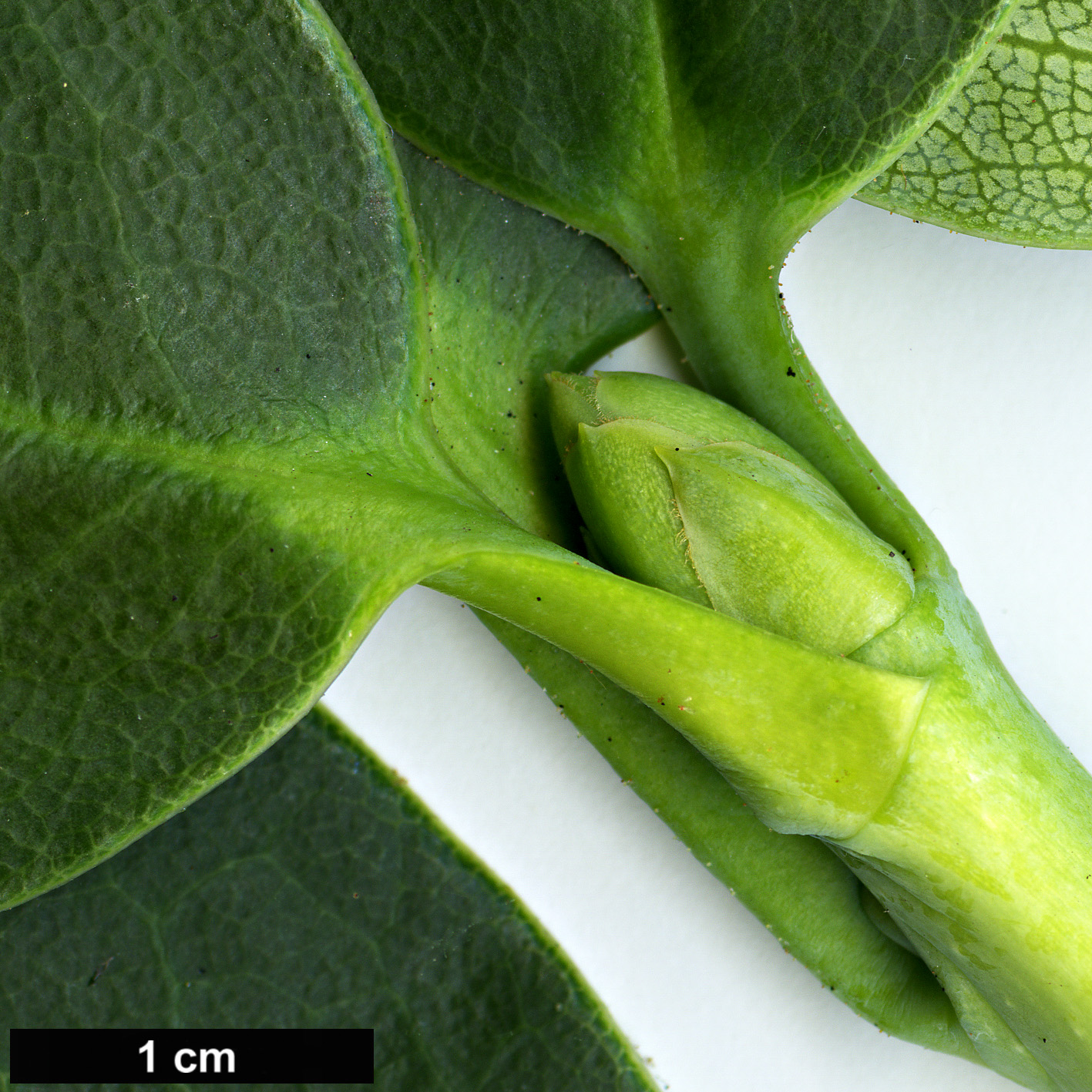 High resolution image: Family: Ericaceae - Genus: Rhododendron - Taxon: yuefengense