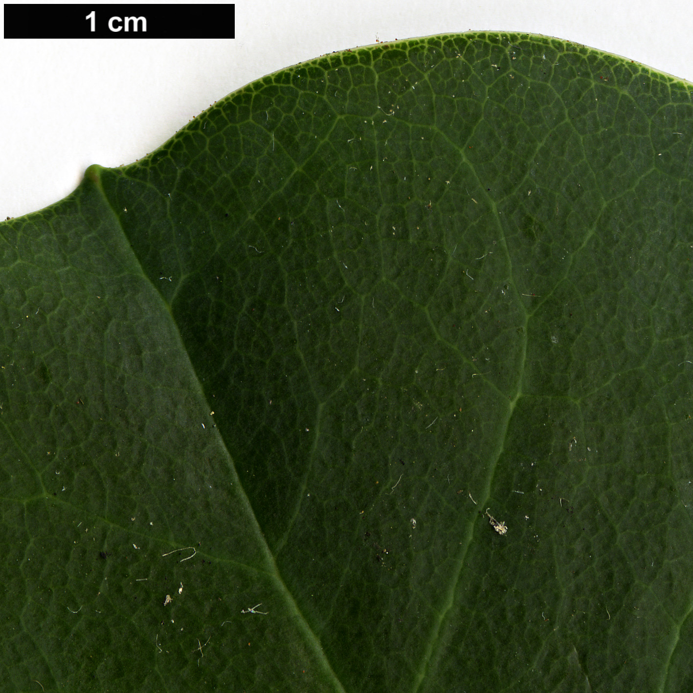 High resolution image: Family: Ericaceae - Genus: Rhododendron - Taxon: yuefengense