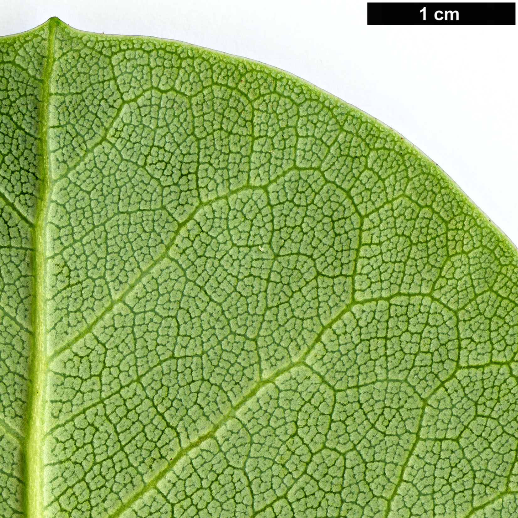 High resolution image: Family: Ericaceae - Genus: Rhododendron - Taxon: yuefengense