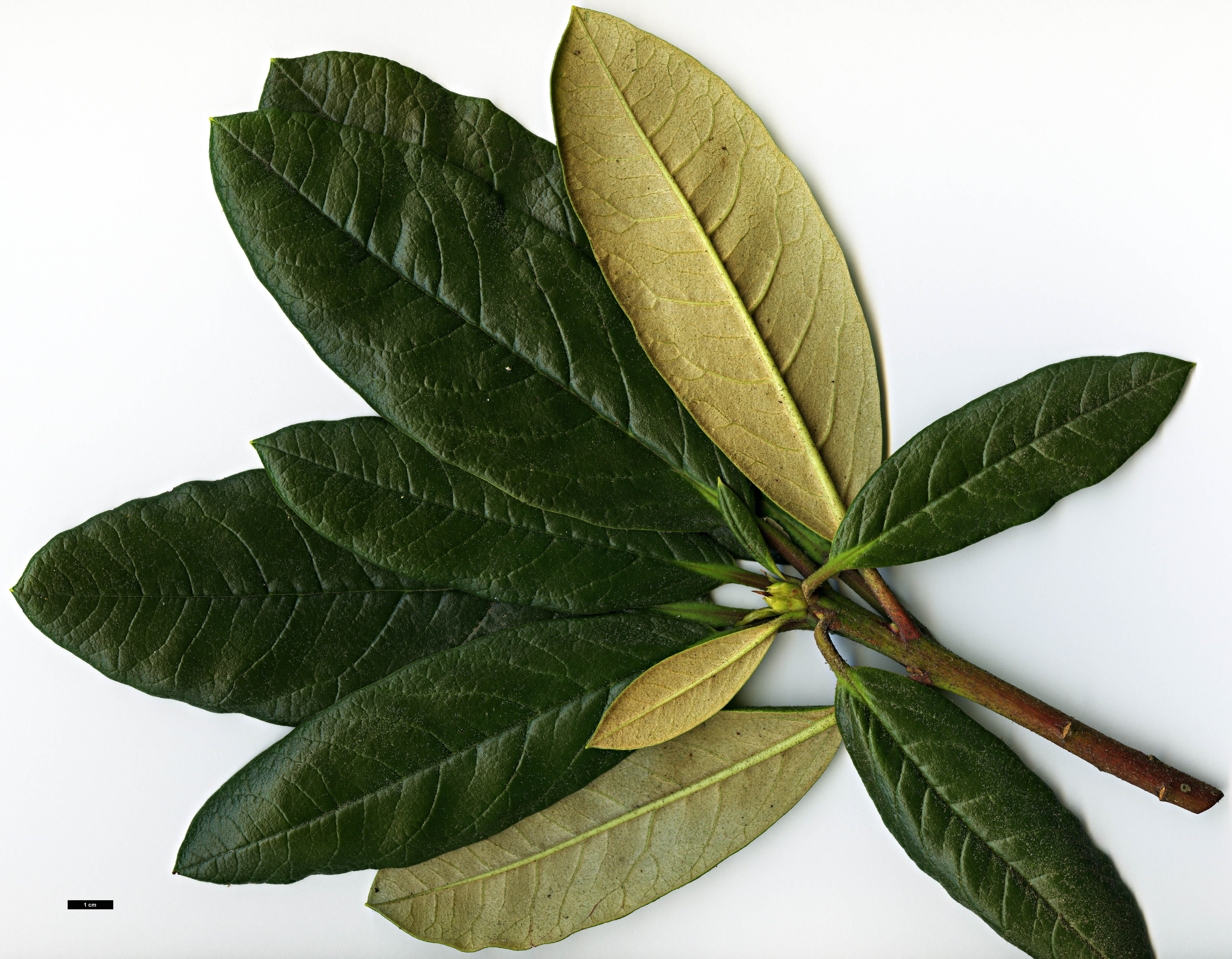 High resolution image: Family: Ericaceae - Genus: Rhododendron - Taxon: zeylanicum