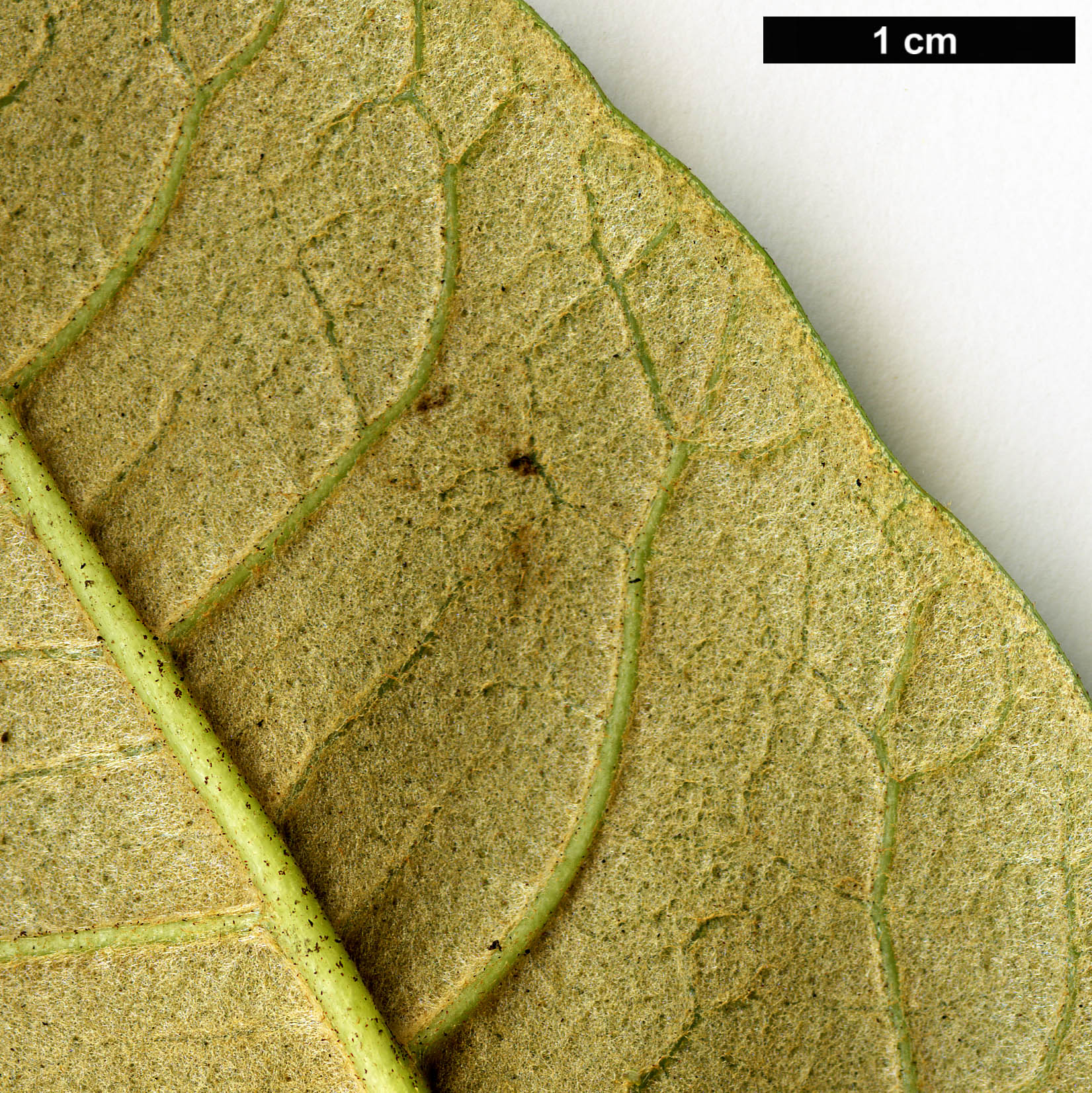 High resolution image: Family: Ericaceae - Genus: Rhododendron - Taxon: zeylanicum