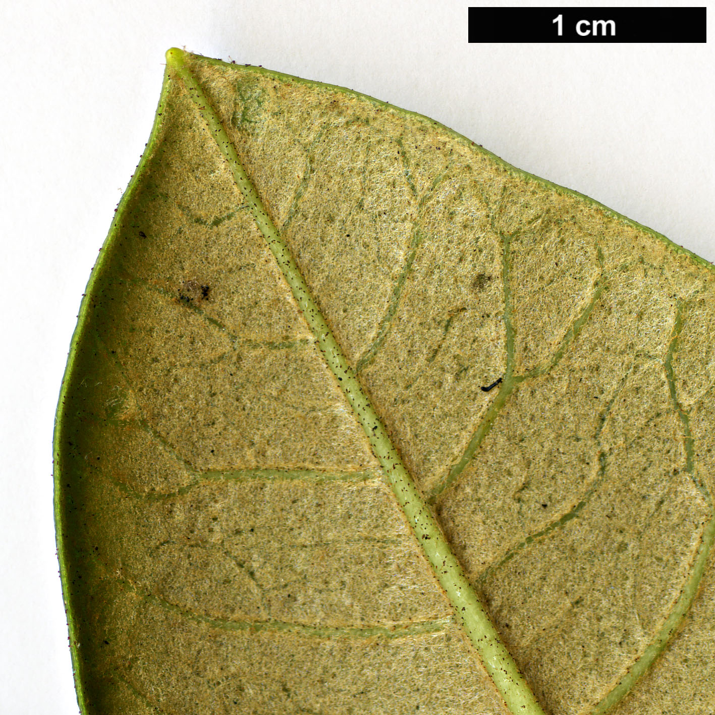 High resolution image: Family: Ericaceae - Genus: Rhododendron - Taxon: zeylanicum