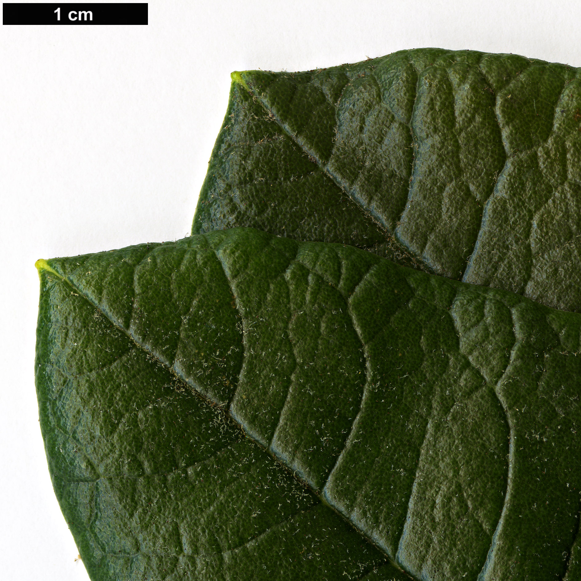 High resolution image: Family: Ericaceae - Genus: Rhododendron - Taxon: zeylanicum