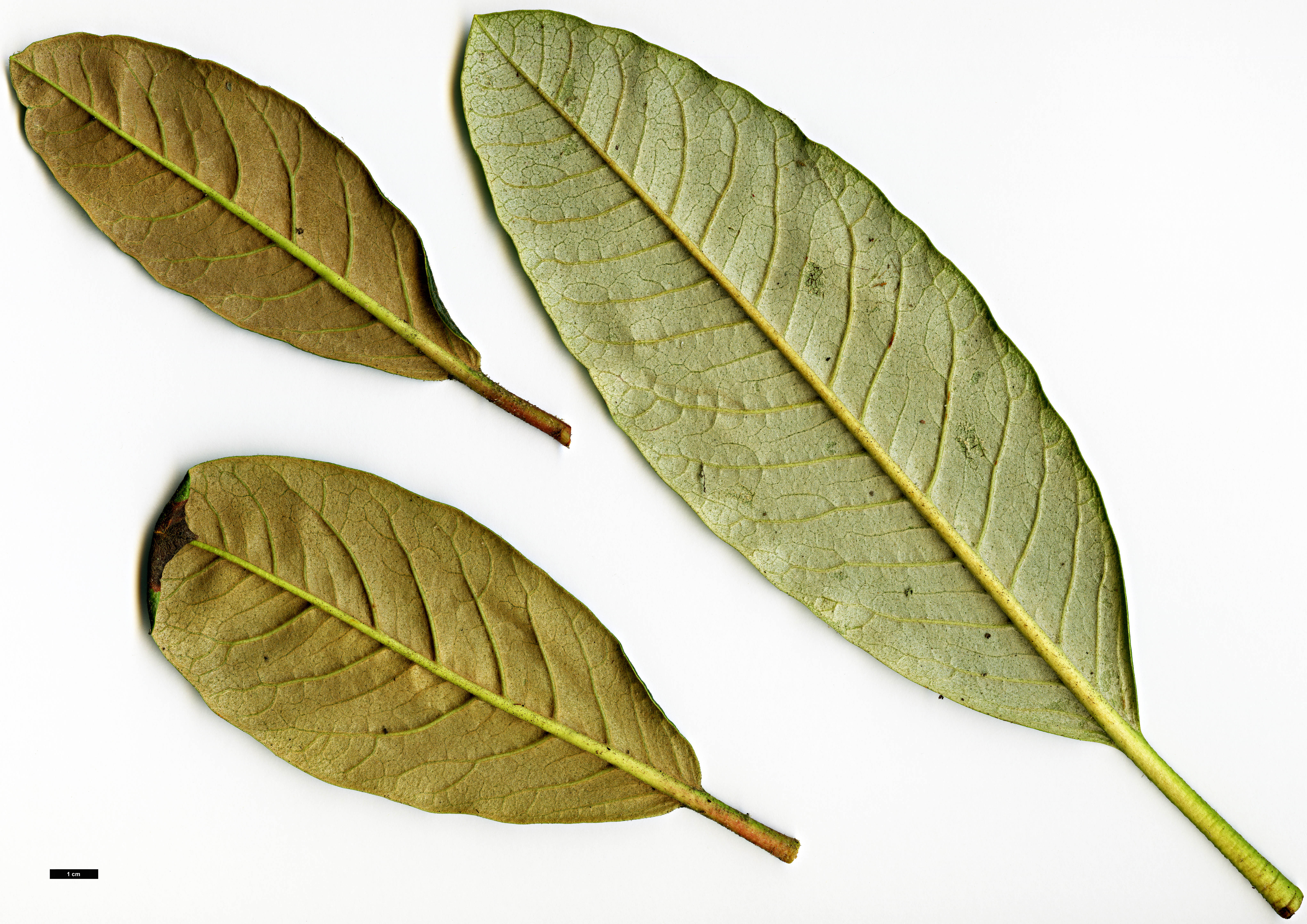 High resolution image: Family: Ericaceae - Genus: Rhododendron - Taxon: zeylanicum