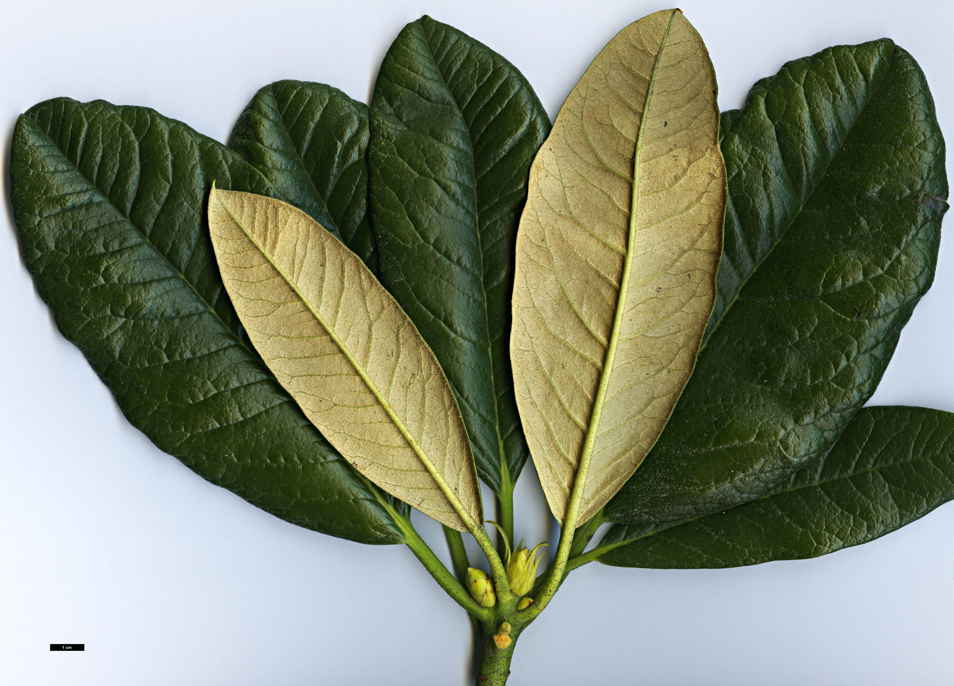 High resolution image: Family: Ericaceae - Genus: Rhododendron - Taxon: zeylanicum