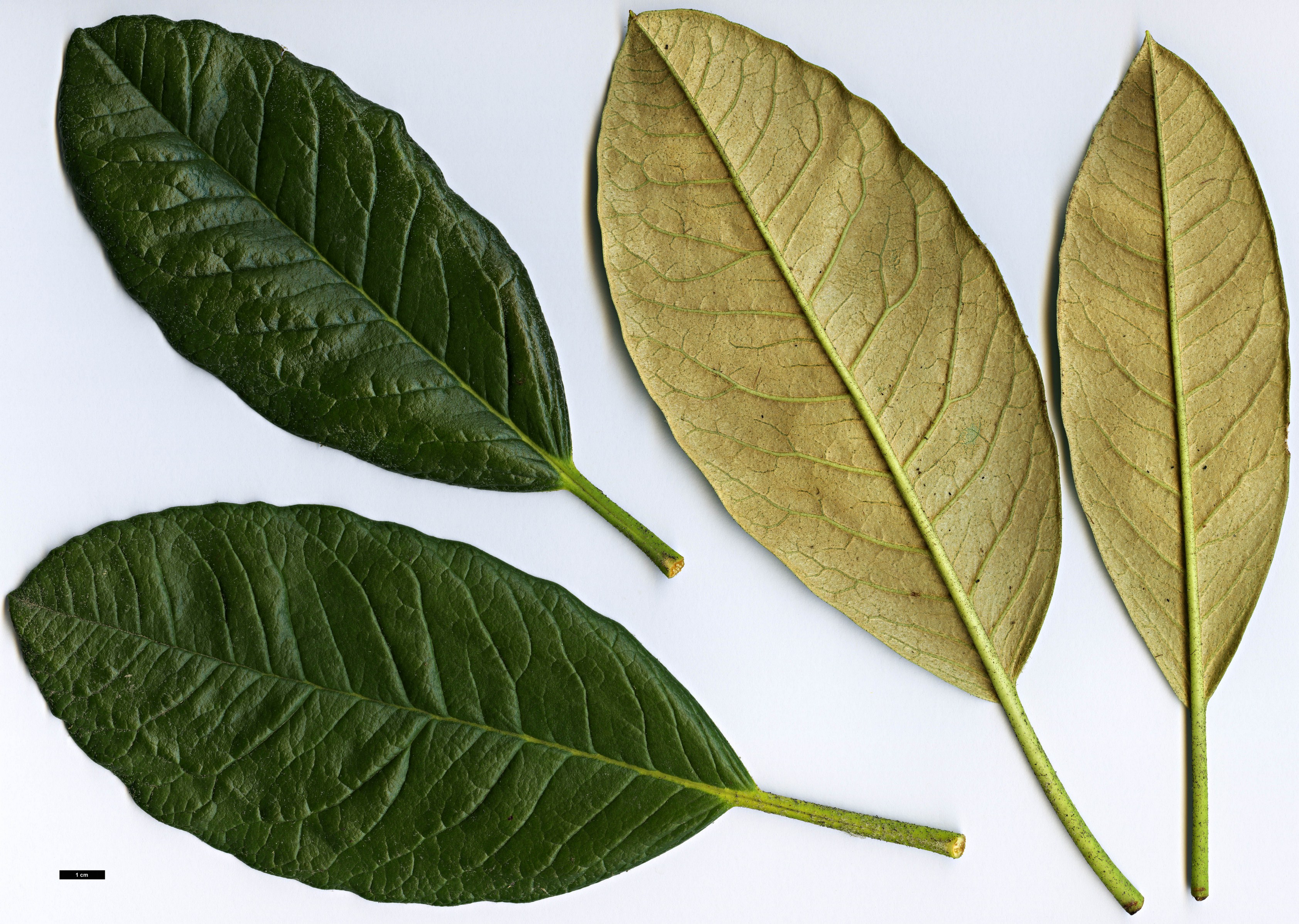 High resolution image: Family: Ericaceae - Genus: Rhododendron - Taxon: zeylanicum