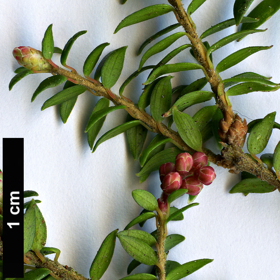 High resolution image: Family: Ericaceae - Genus: Trochocarpa - Taxon: thymifolia