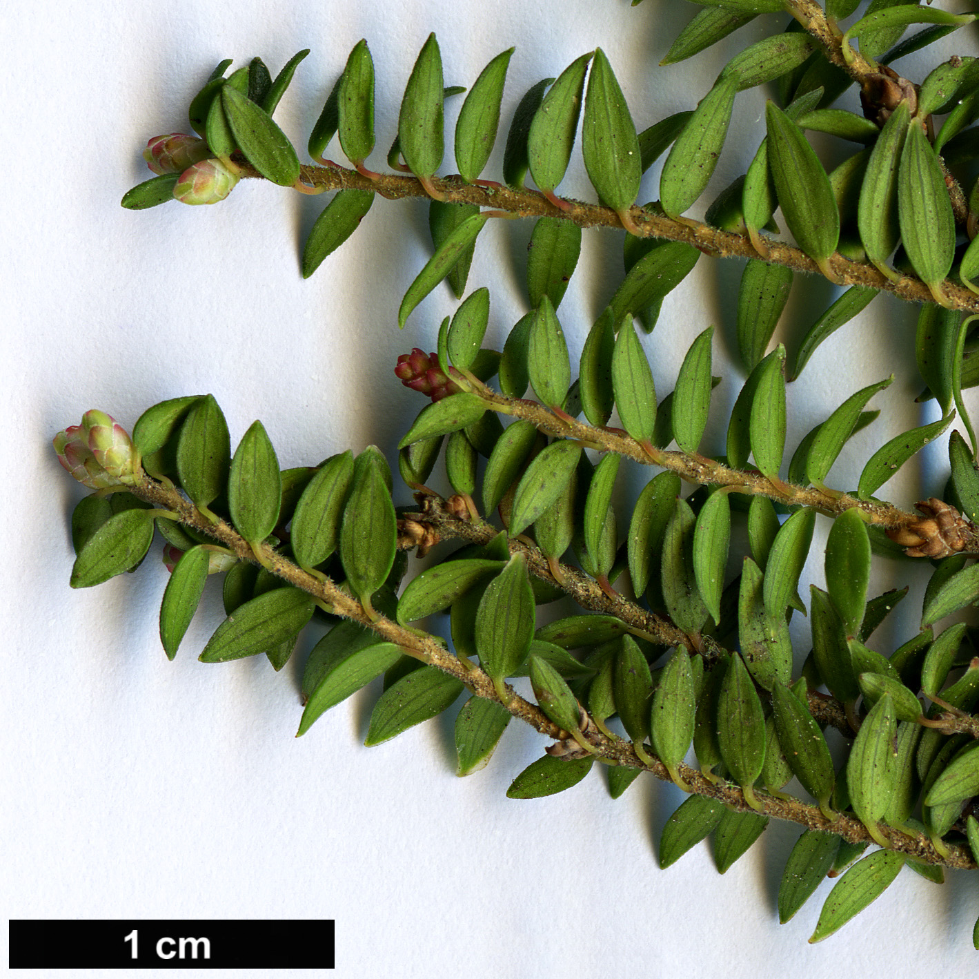 High resolution image: Family: Ericaceae - Genus: Trochocarpa - Taxon: thymifolia