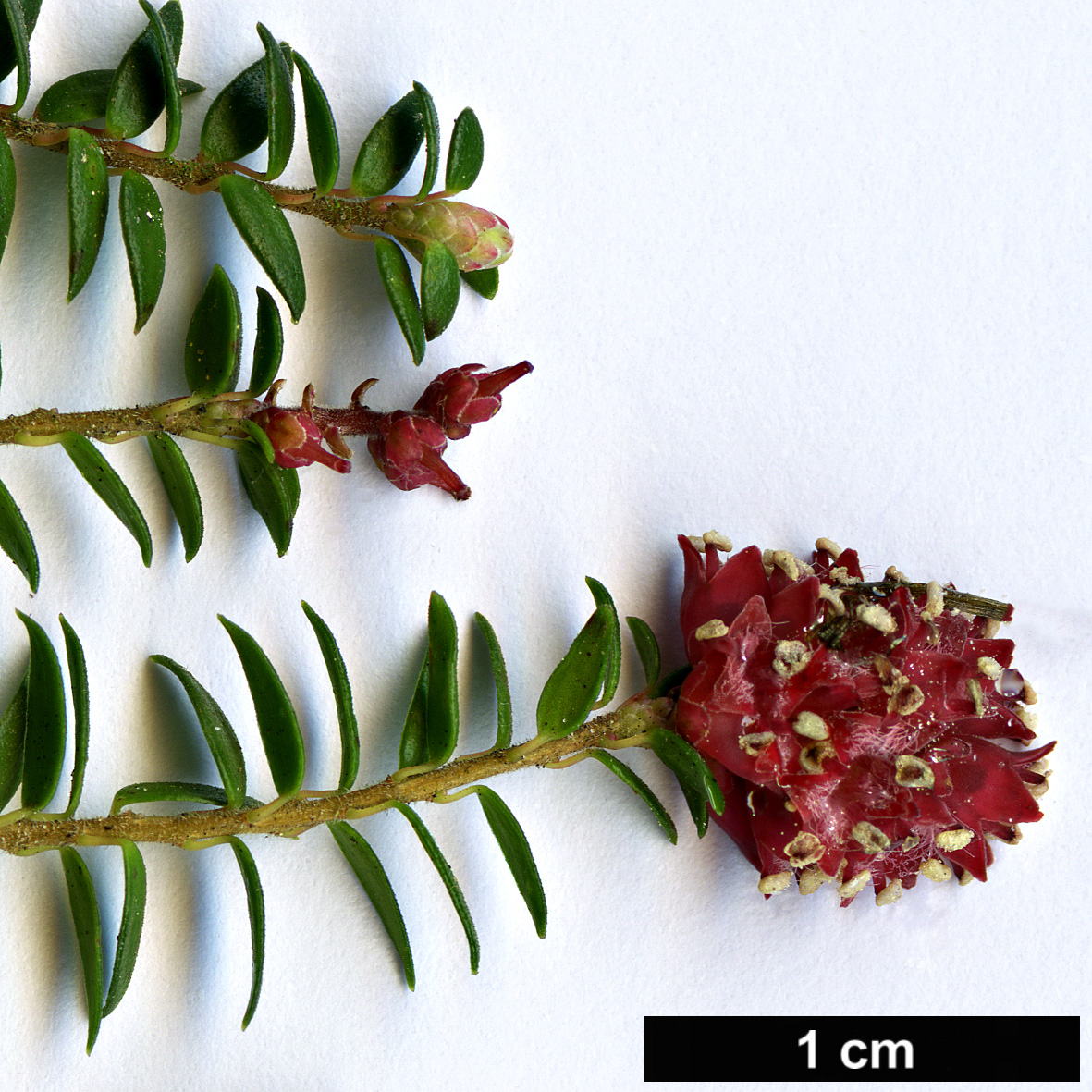 High resolution image: Family: Ericaceae - Genus: Trochocarpa - Taxon: thymifolia