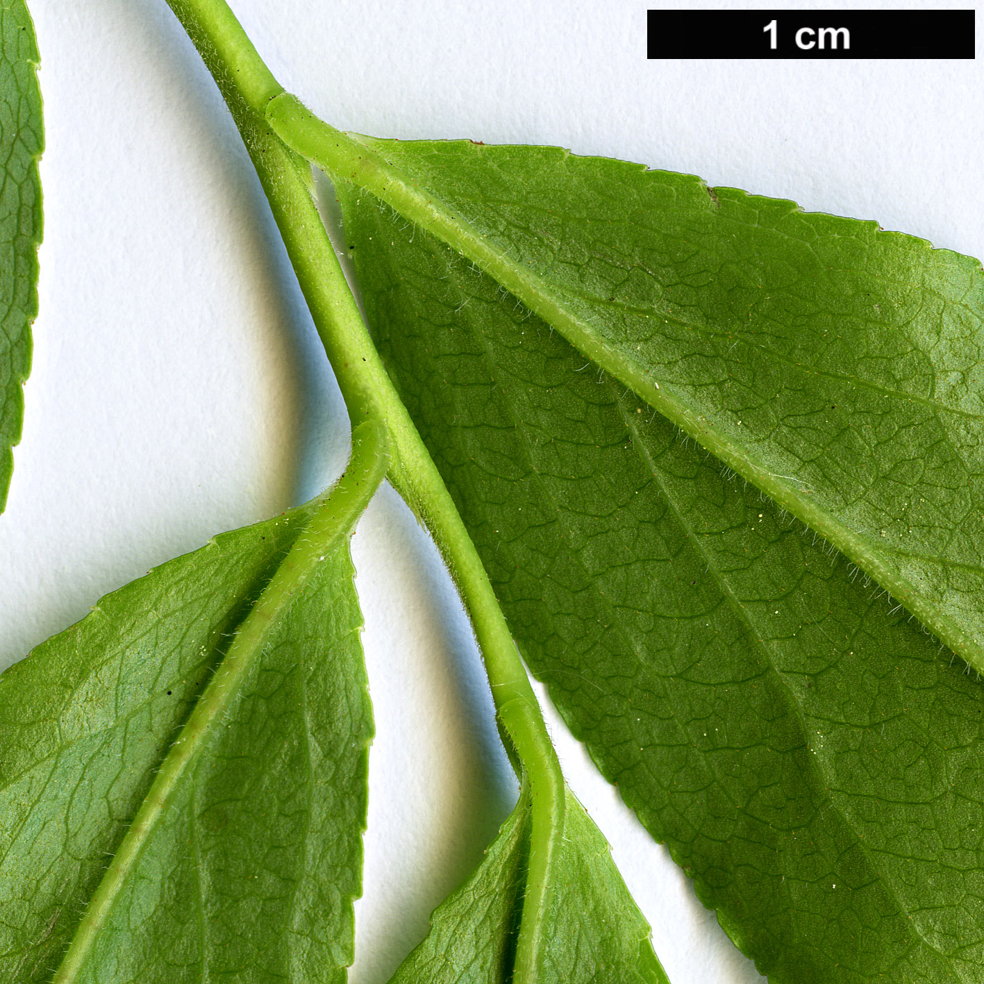 High resolution image: Family: Ericaceae - Genus: Vaccinium - Taxon: arctostaphylos