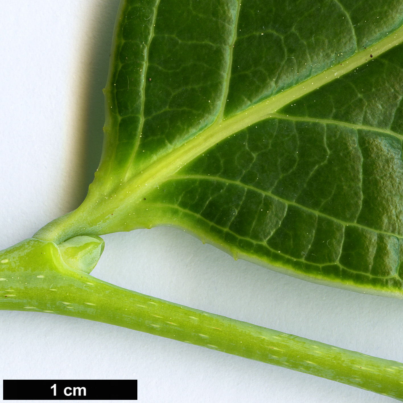 High resolution image: Family: Ericaceae - Genus: Vaccinium - Taxon: gaultheriifolium