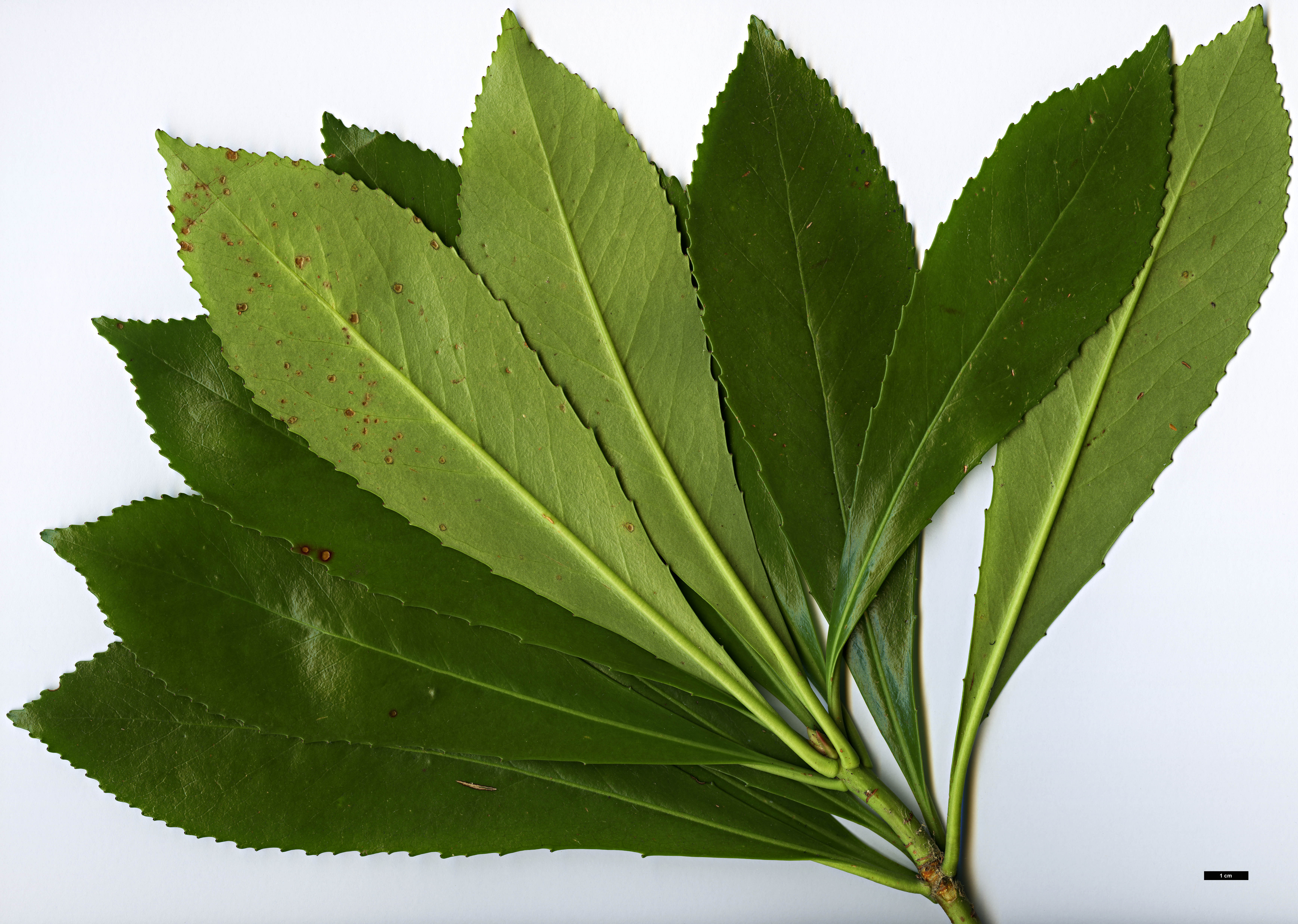 High resolution image: Family: Escalloniaceae - Genus: Anopterus - Taxon: glandulosus