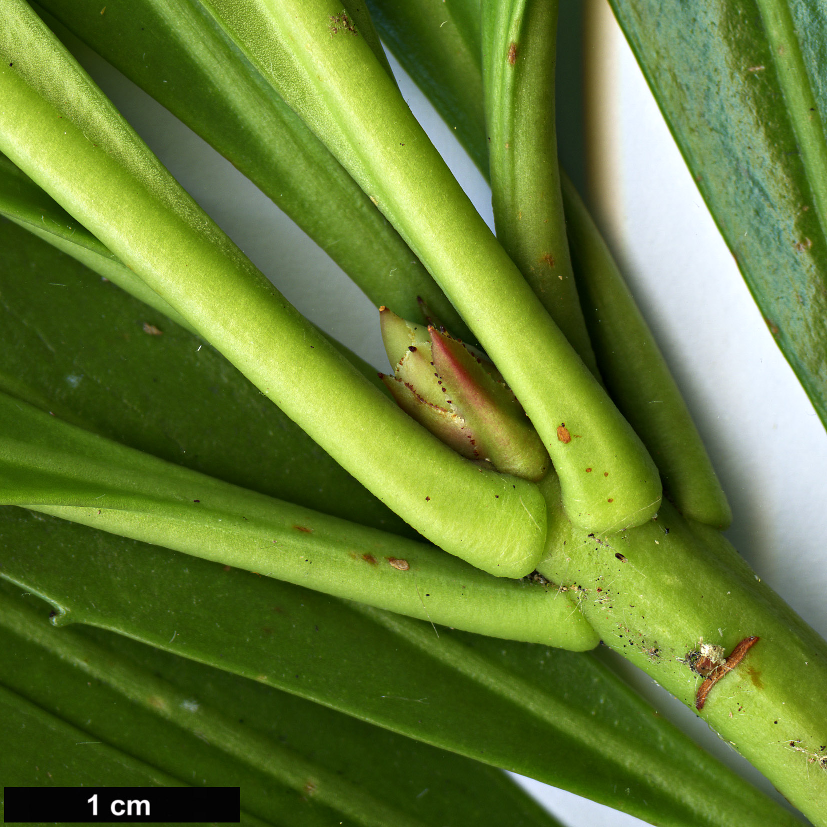 High resolution image: Family: Escalloniaceae - Genus: Anopterus - Taxon: glandulosus