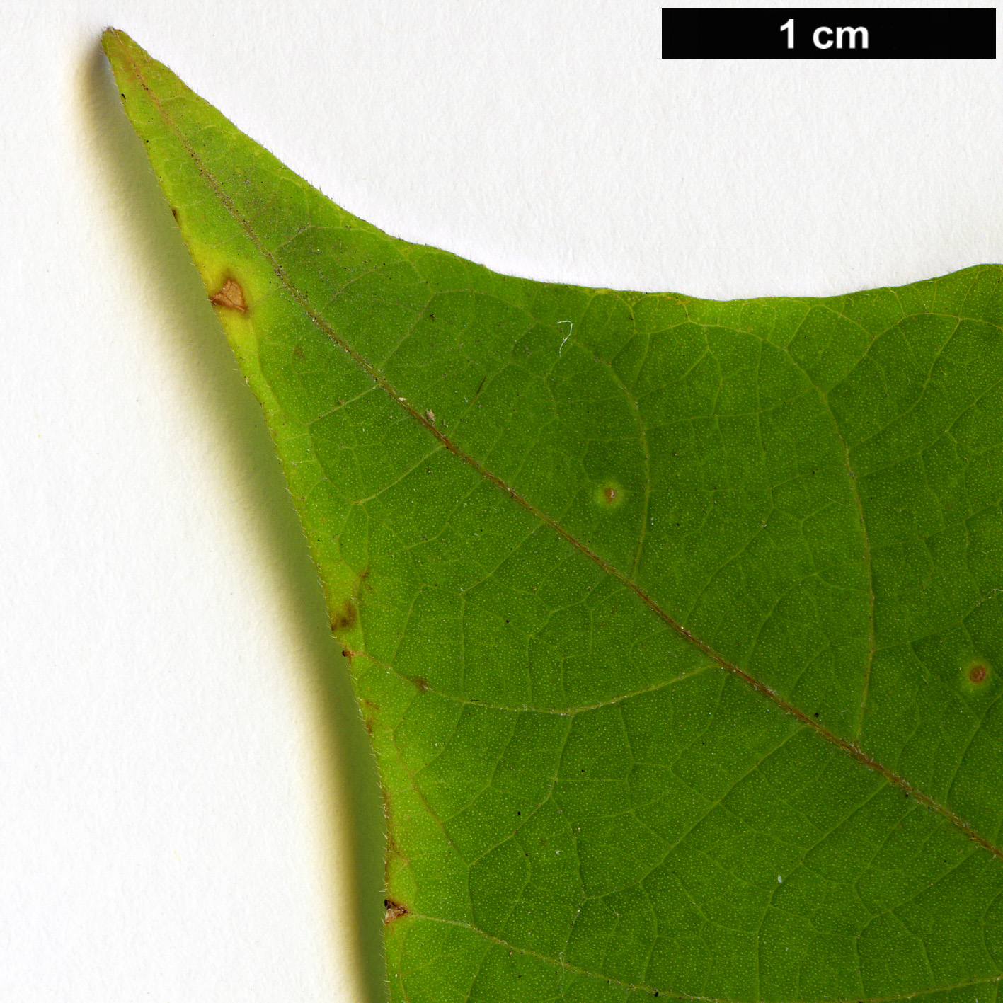 High resolution image: Family: Euphorbiaceae - Genus: Alchornea - Taxon: trewioides